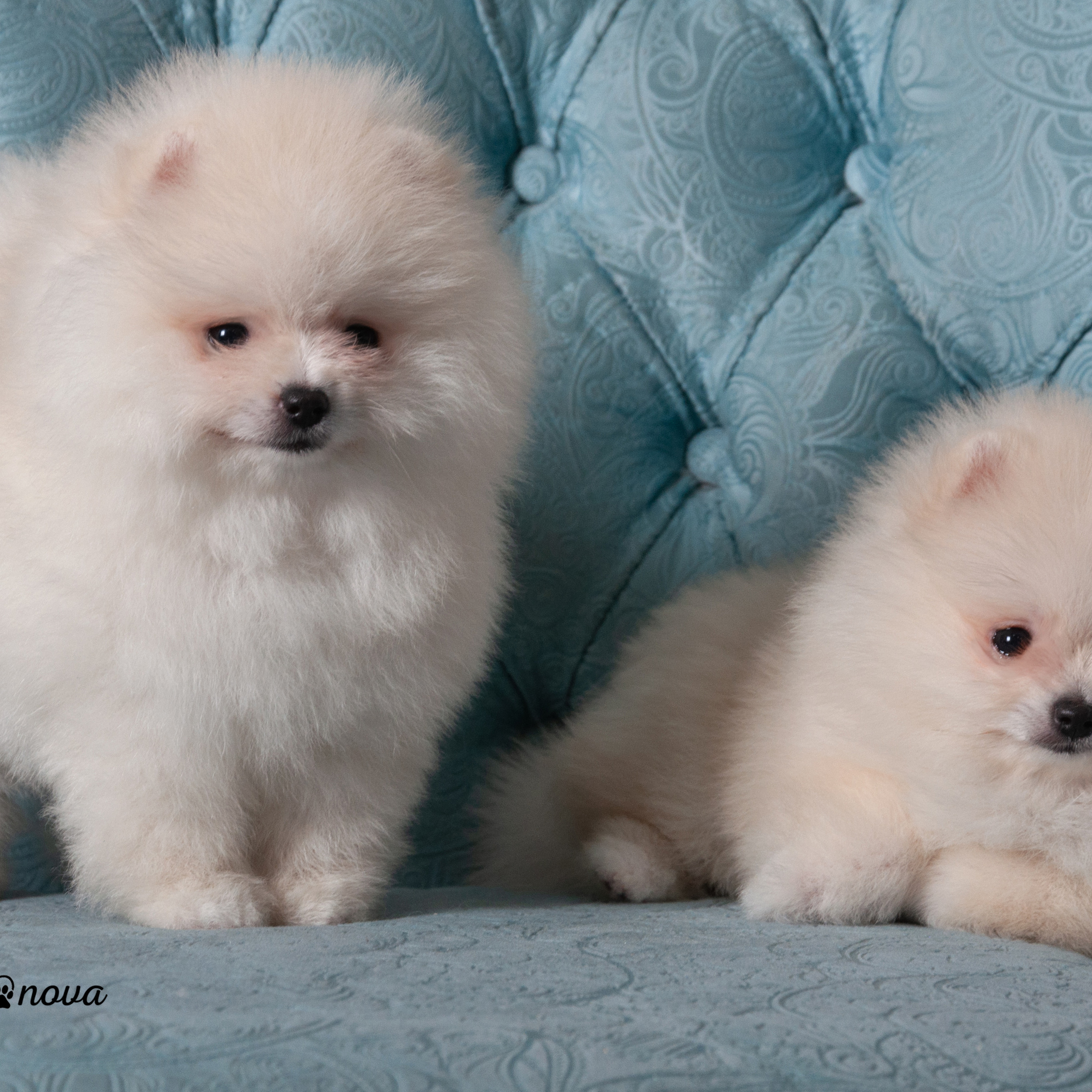 Немецкий шпиц 05.04.2021