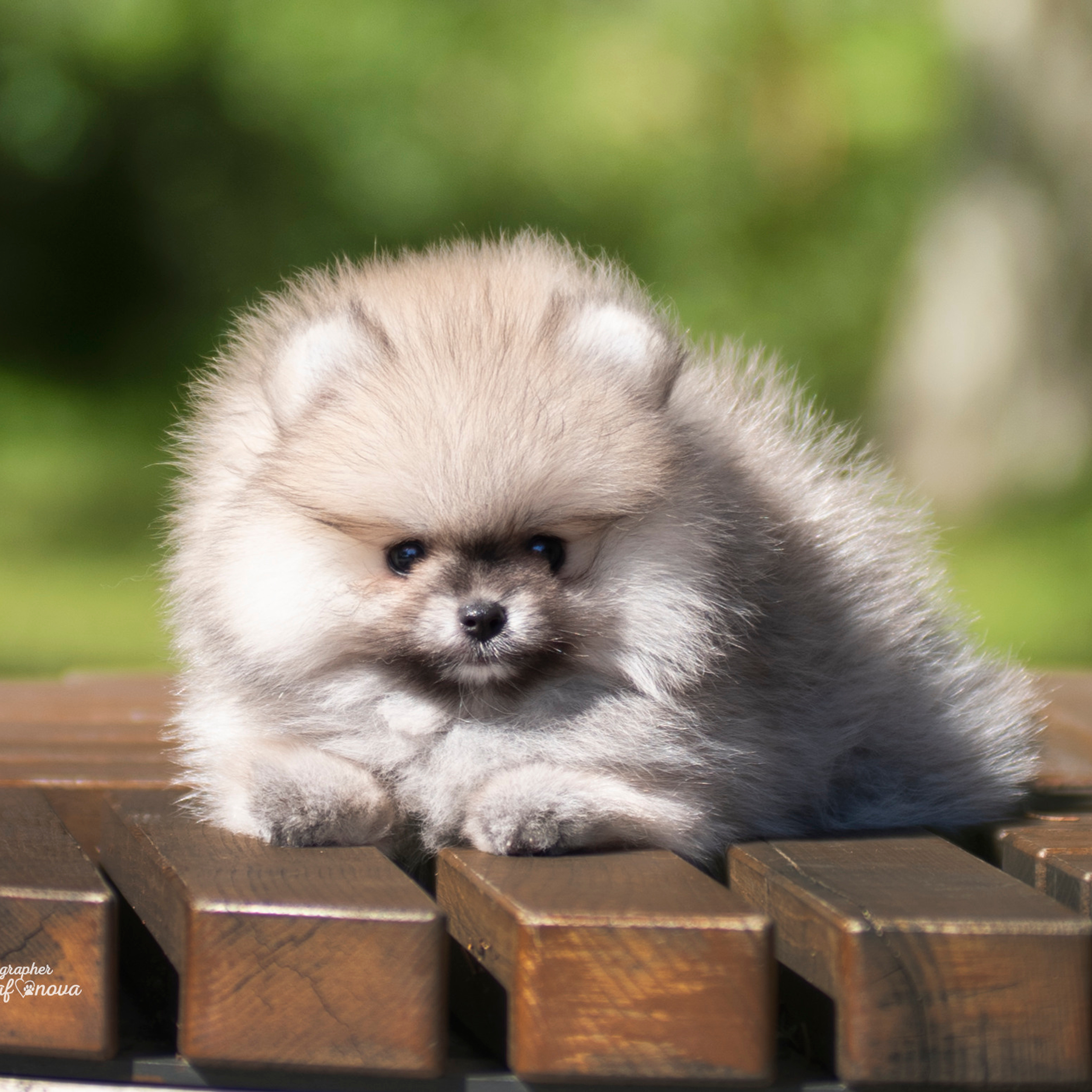 Немецкий шпиц 28.08.2022