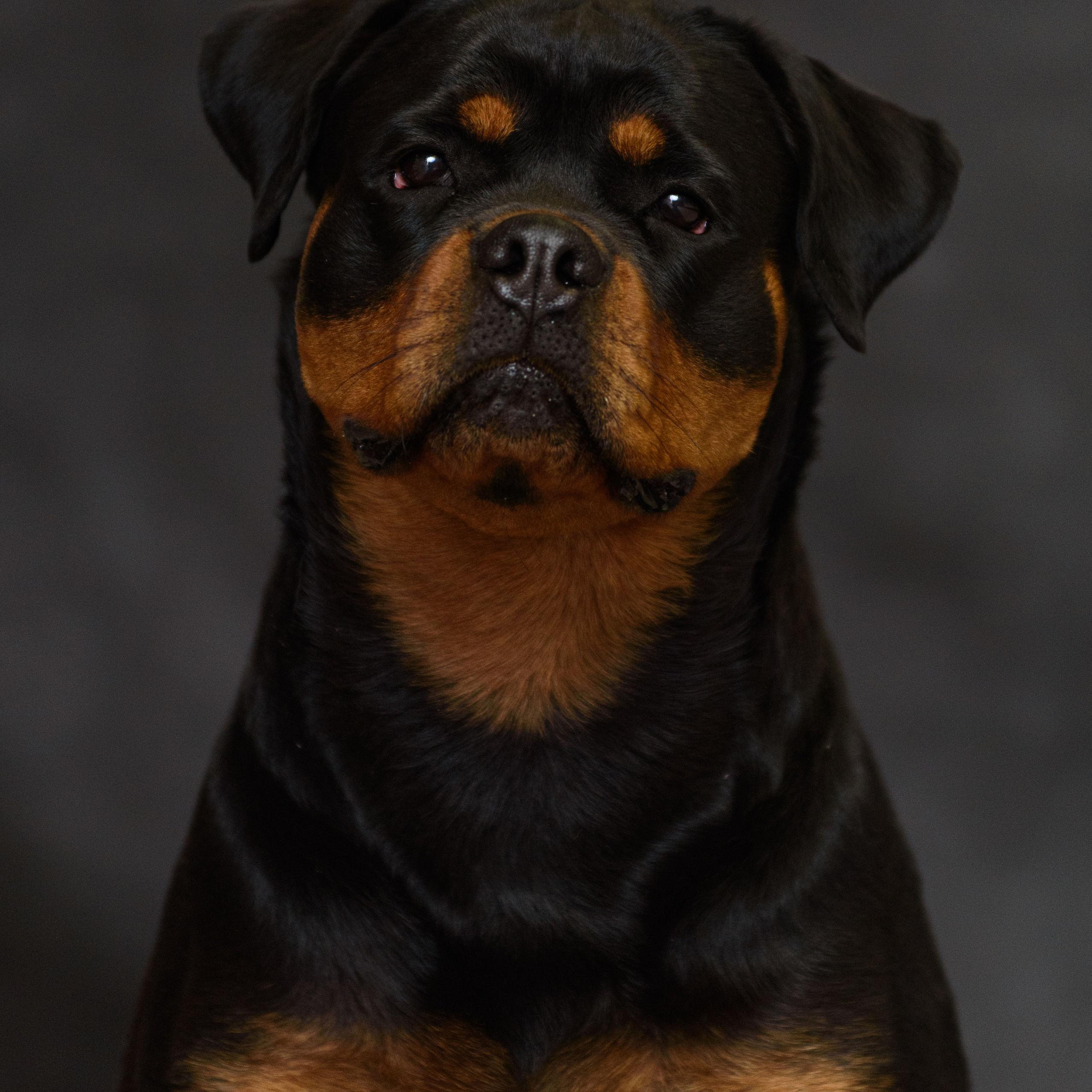 Ротвейлер 29.03.2023