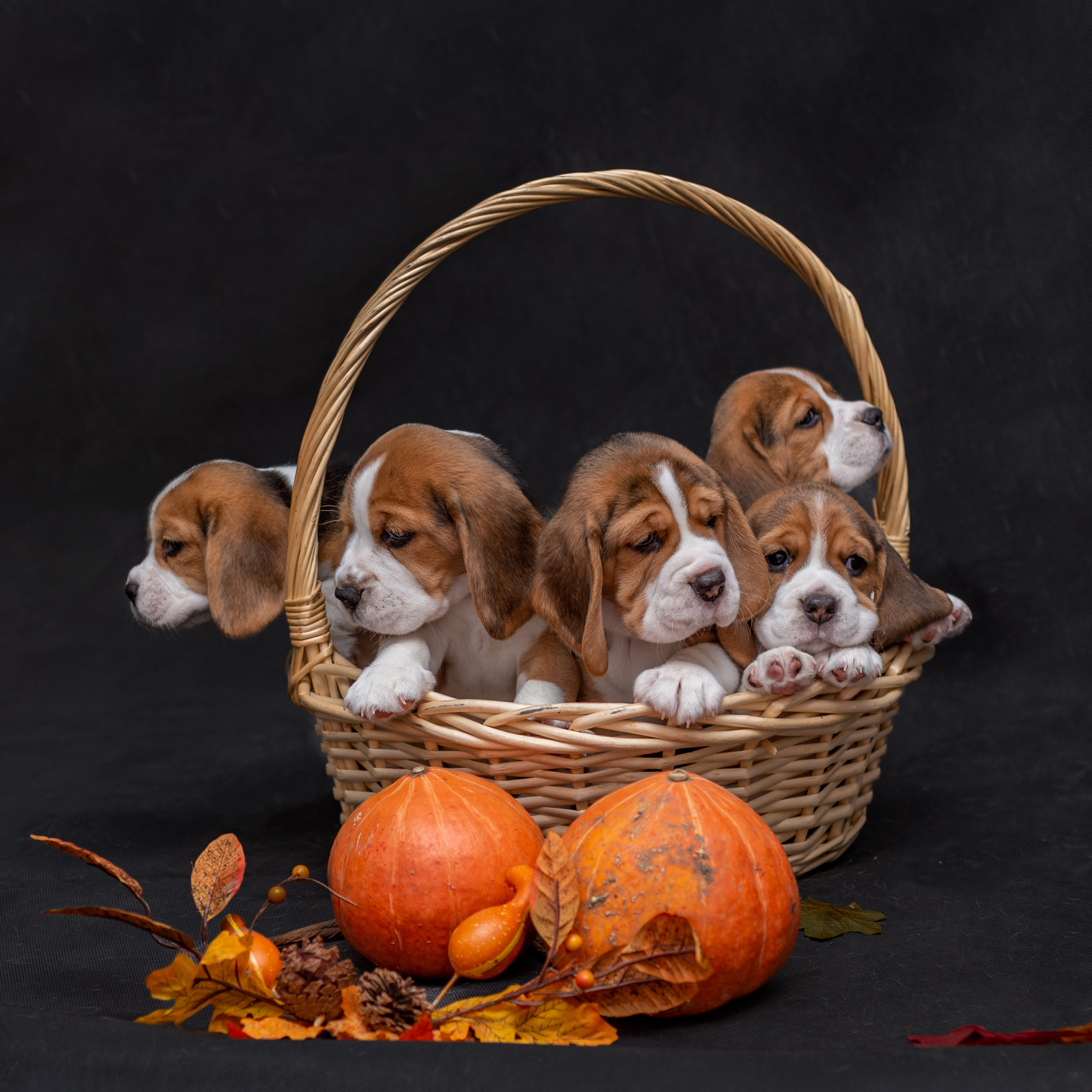 Бигли 25.09.2022