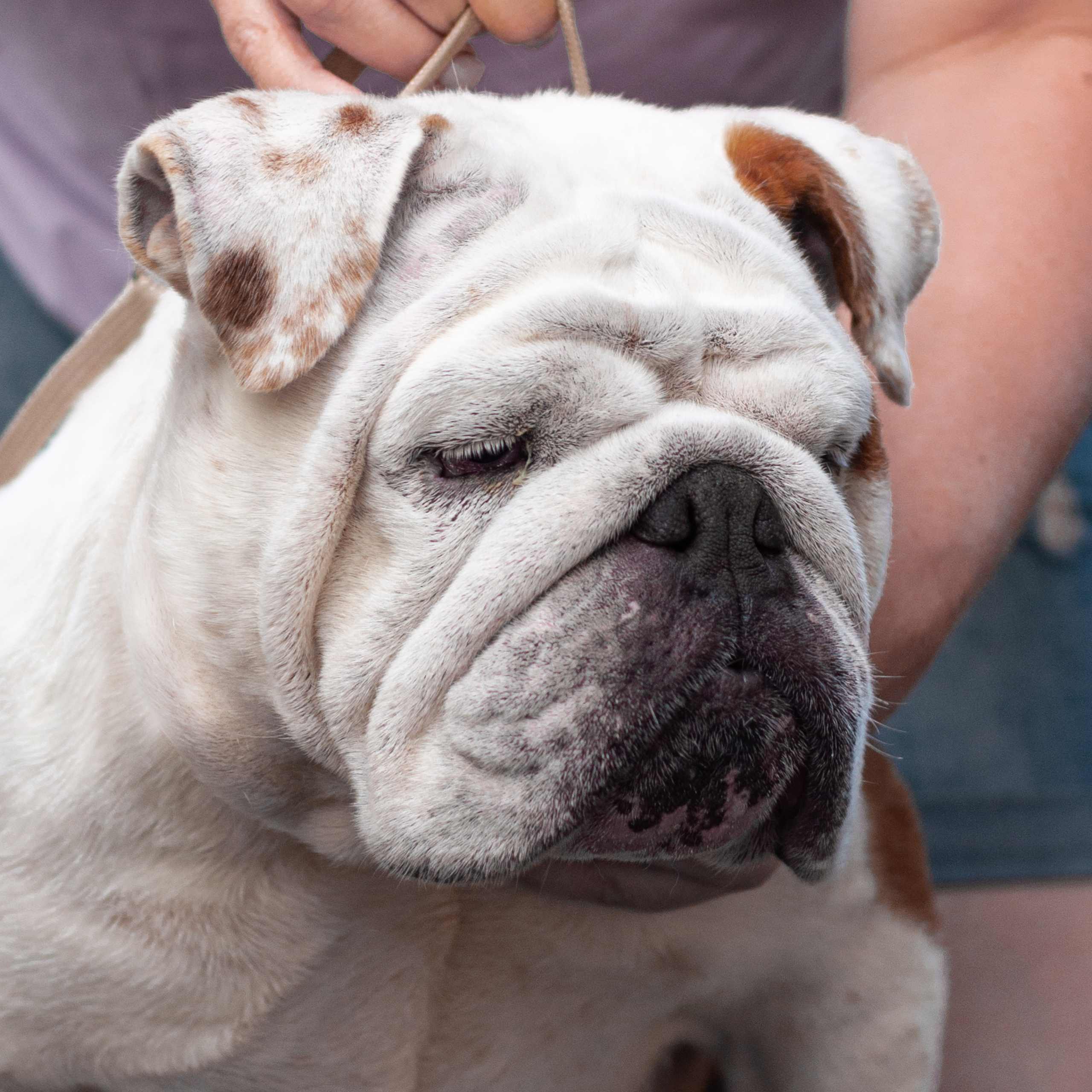 Бульдог 06.07.2021