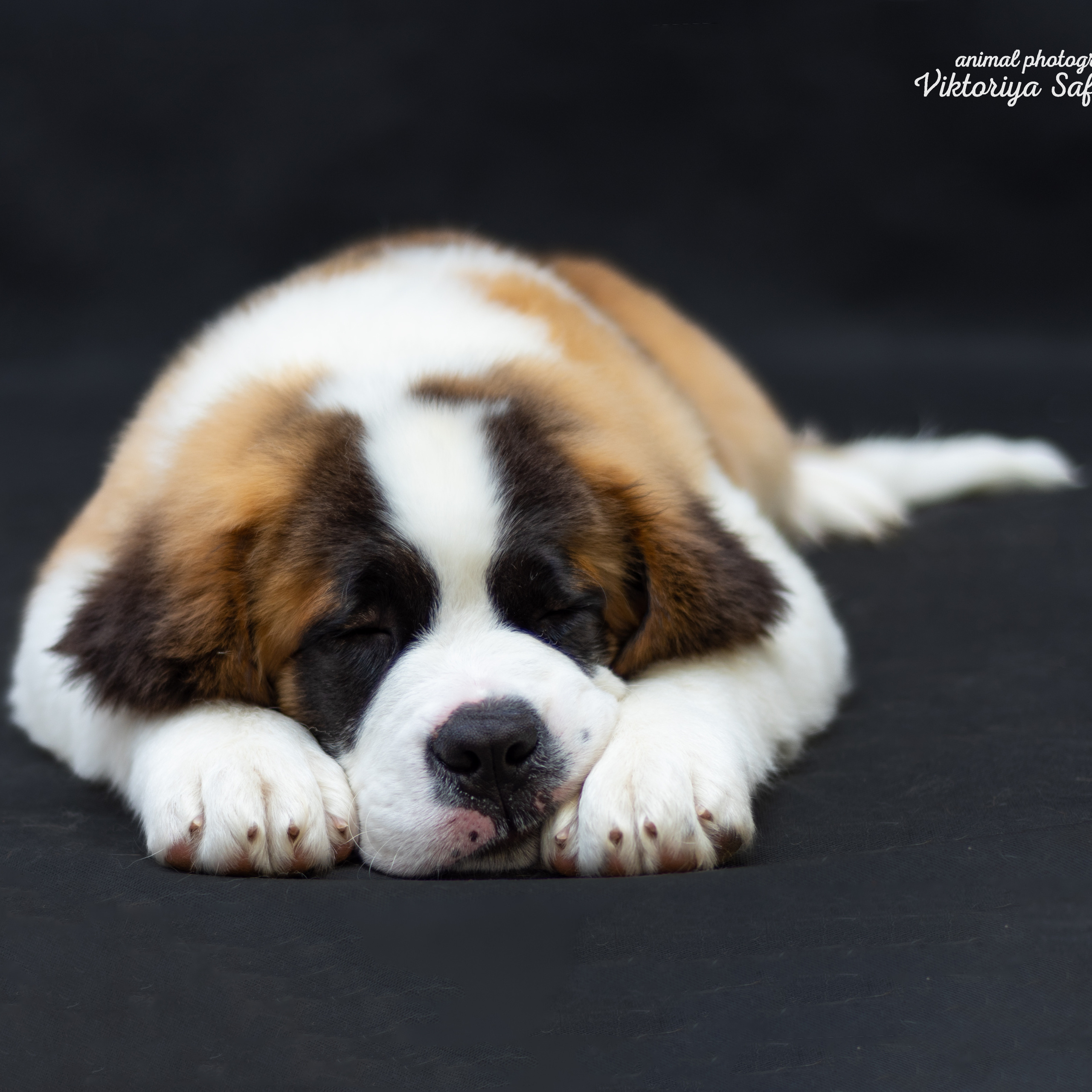 Сенбернары 19.10.2022