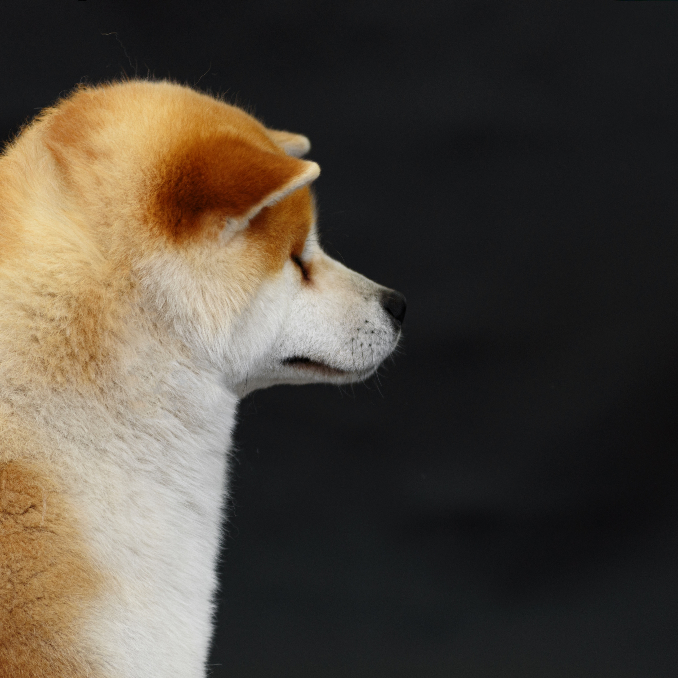 Акита 16.04.2023