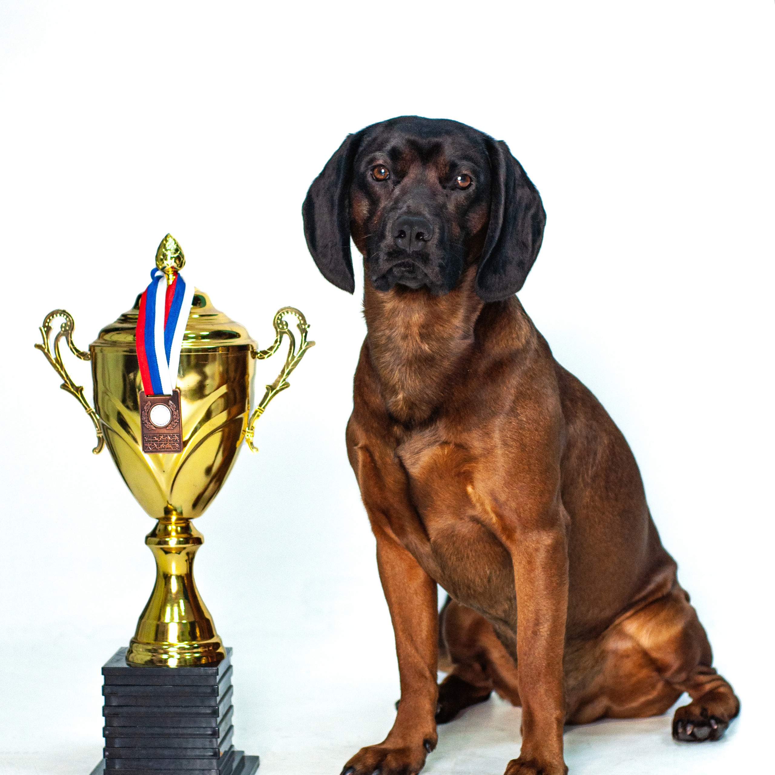 Баварская горная гончая 25.12.2021