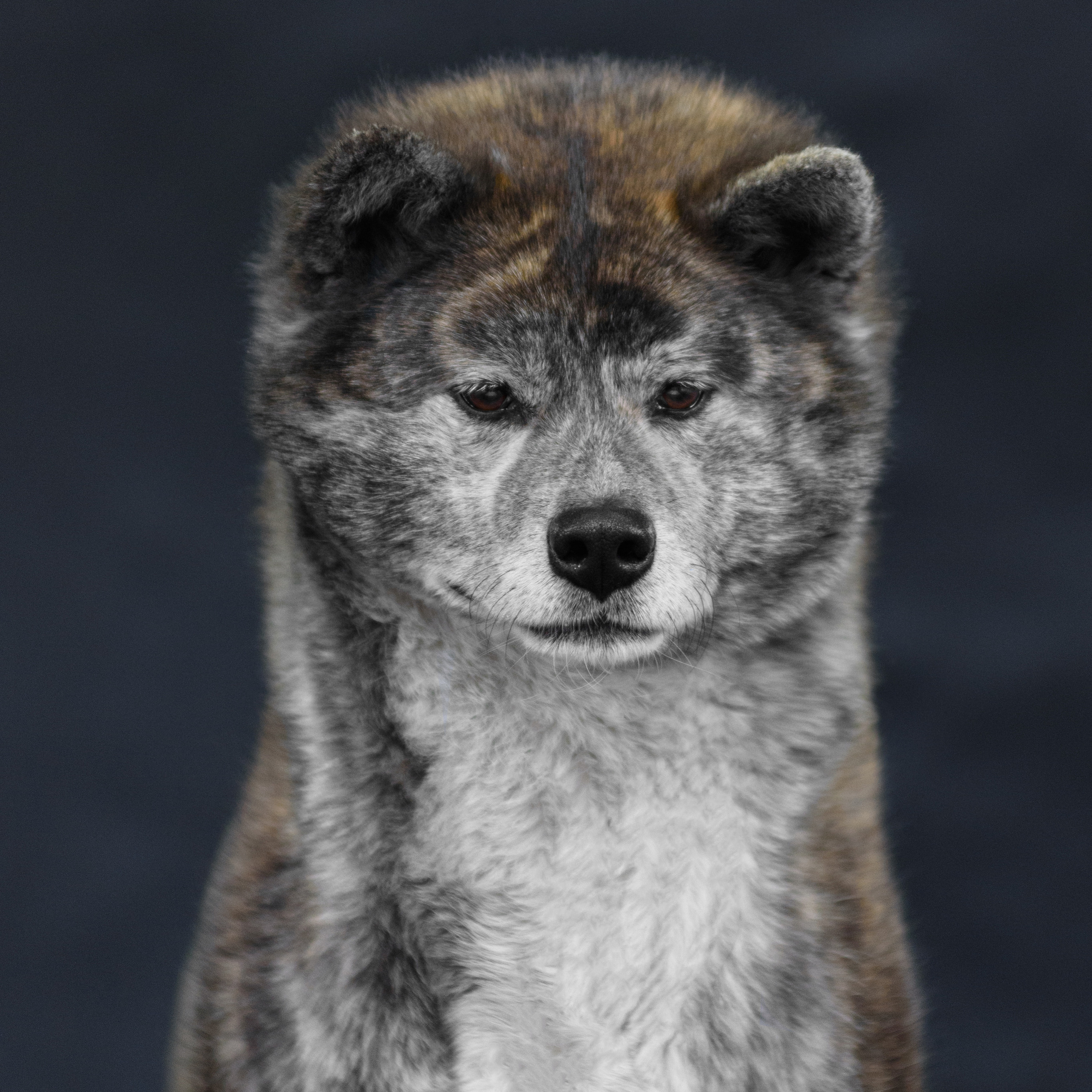 Акита 09.04.2023