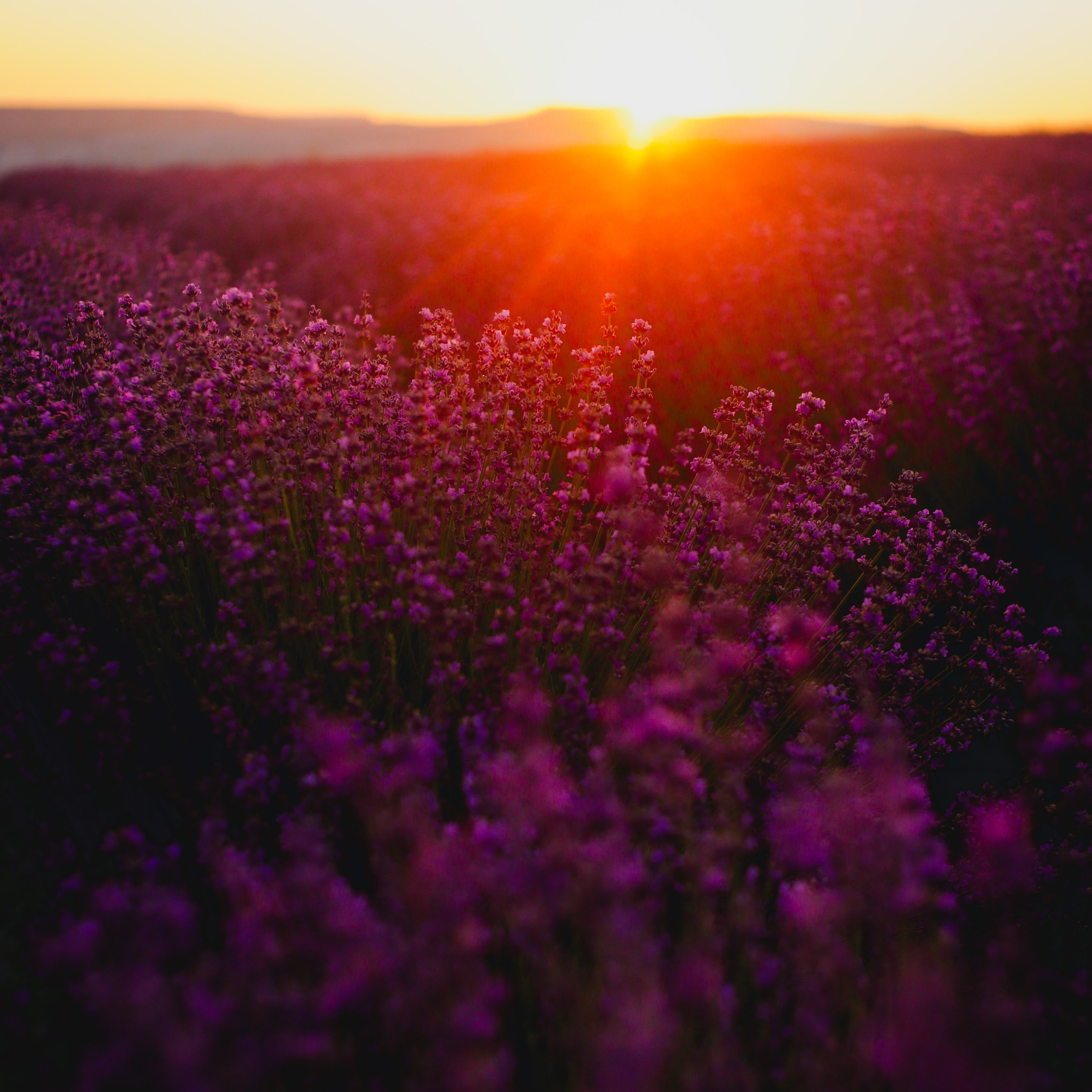 Поле лаванды на рассвете. Валерия Вдовина | атмосферные фото-путешествия по Крыму