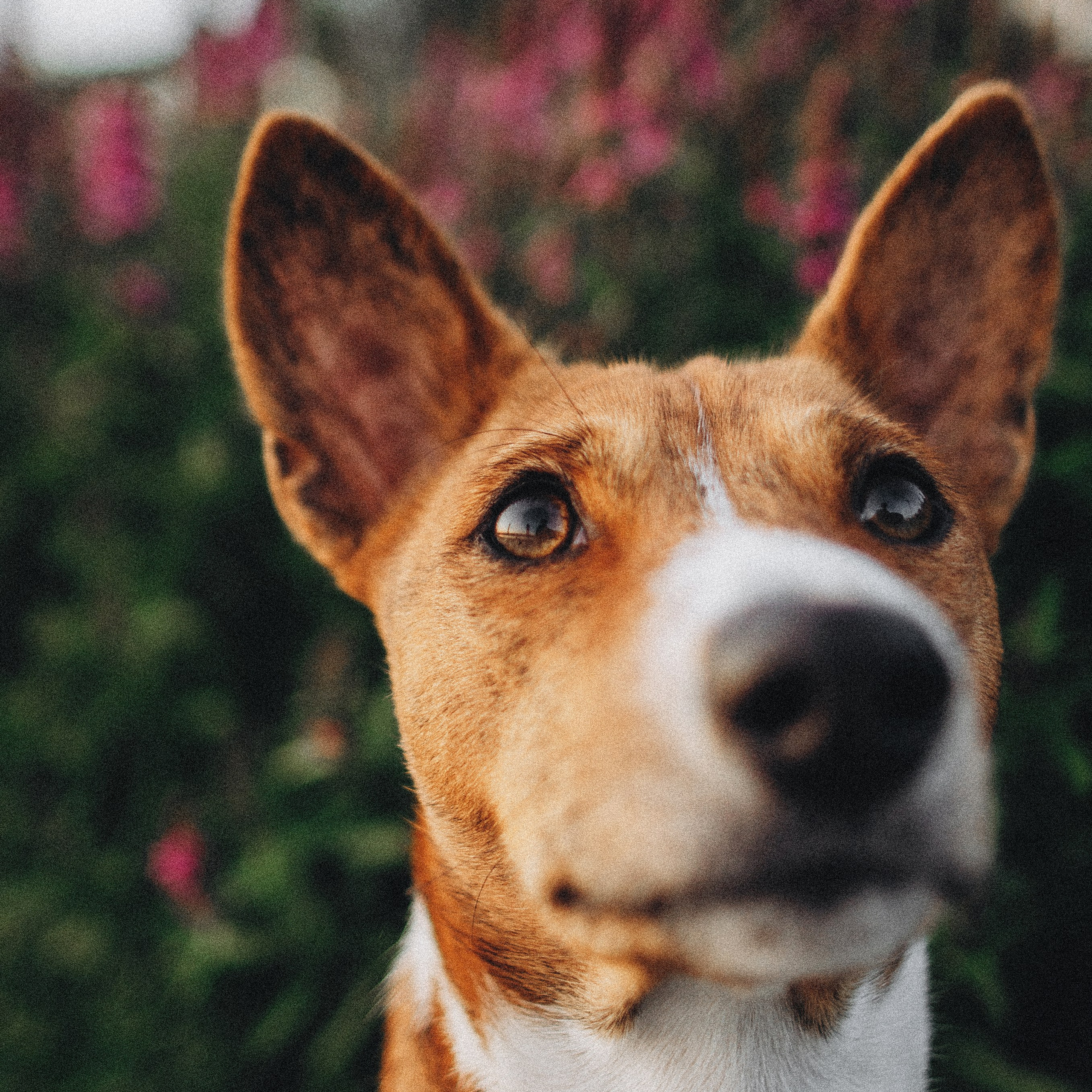 Снежана и Мэнни