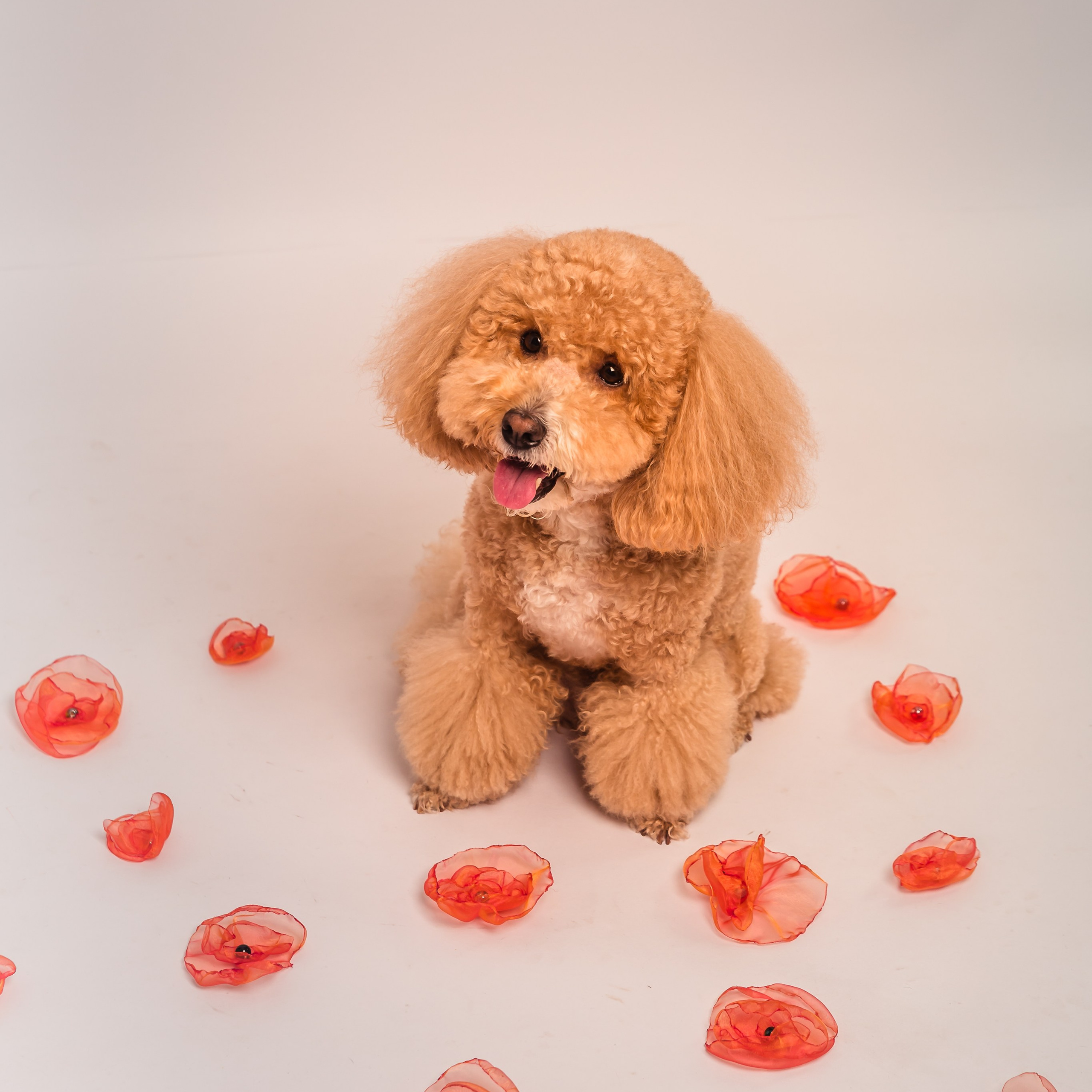 Anna&Leo -24. Professional family and children’s photographer in Izmir Irina Eron