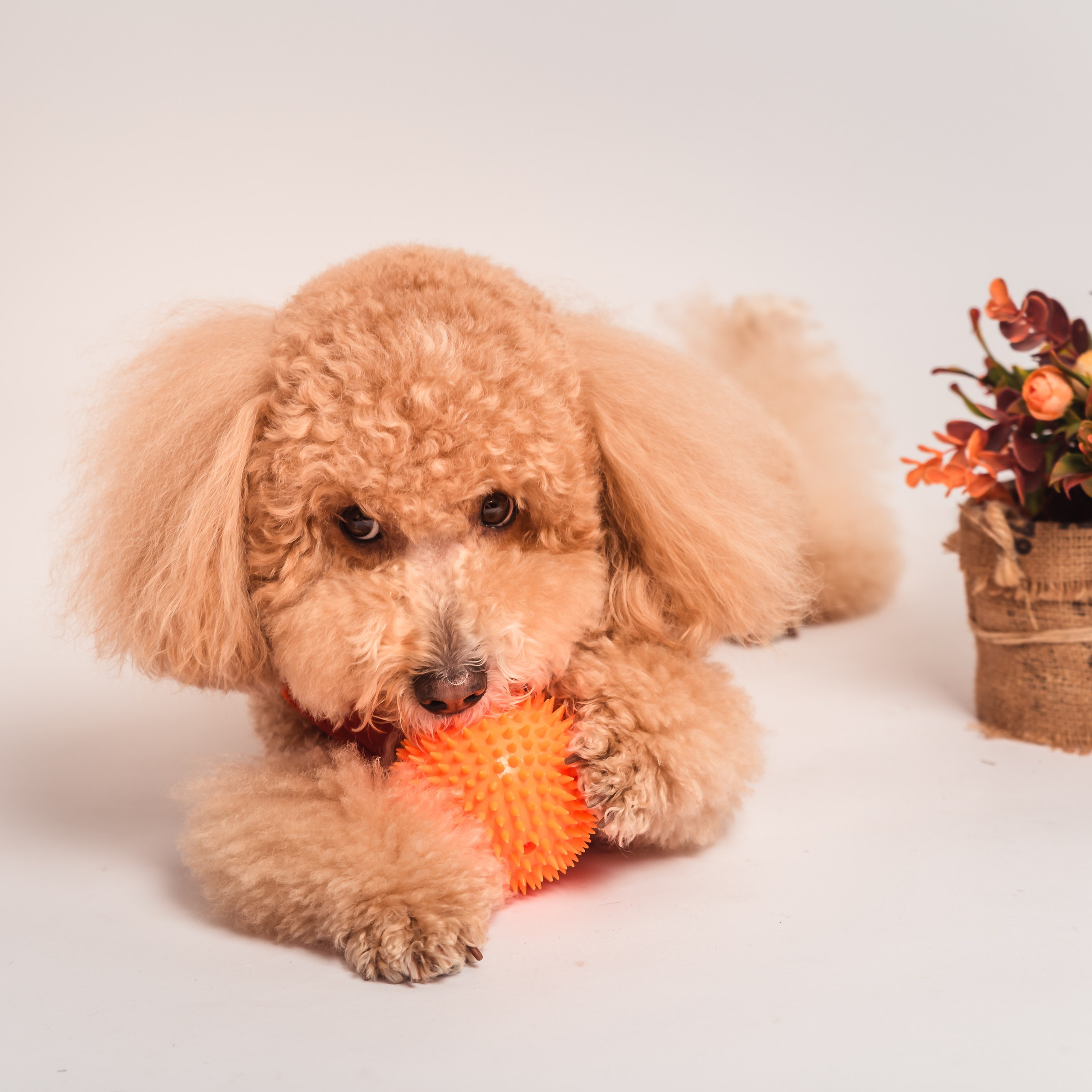 Anna&Leo -24. Professional family and children’s photographer in Izmir Irina Eron