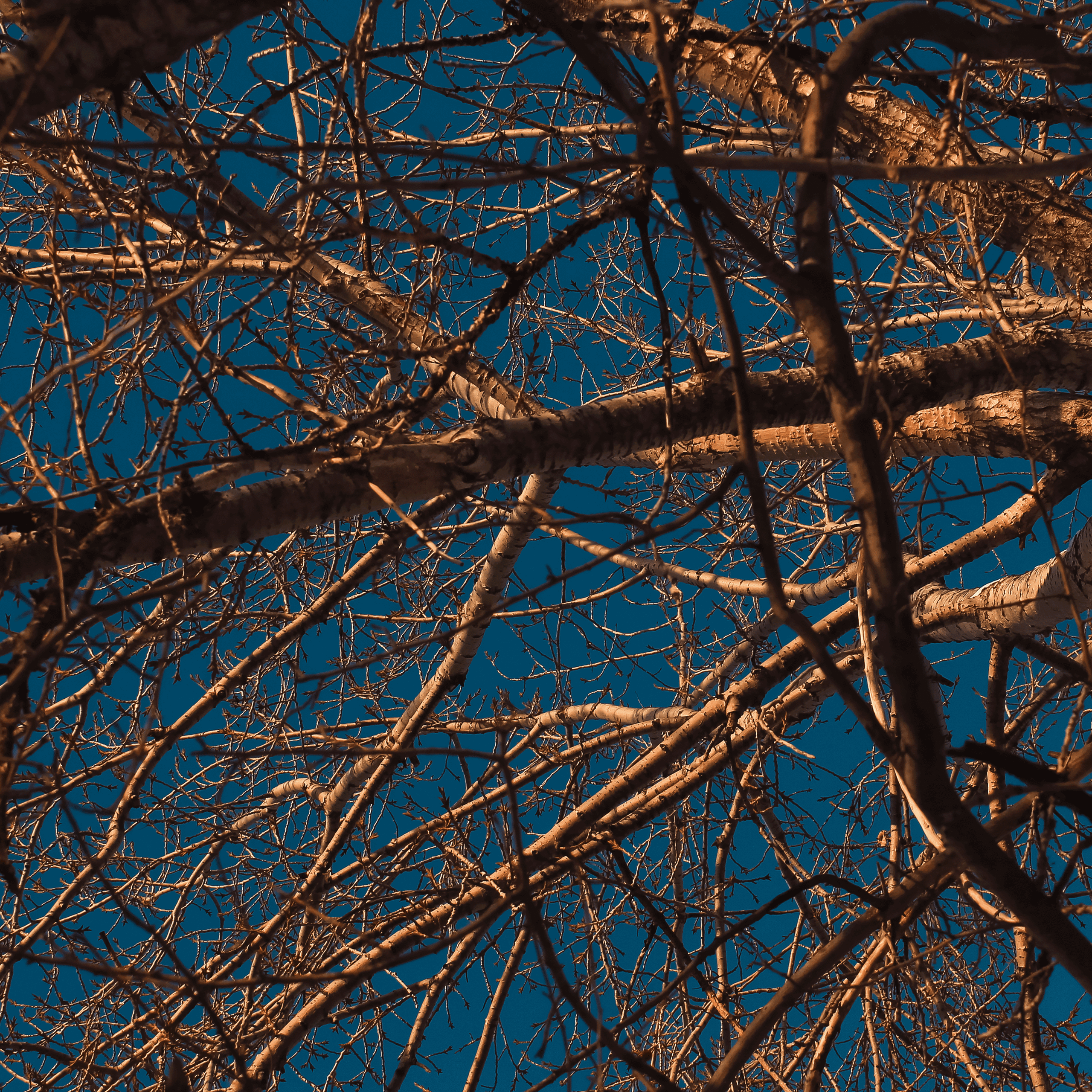 TMN winter '25 (color)