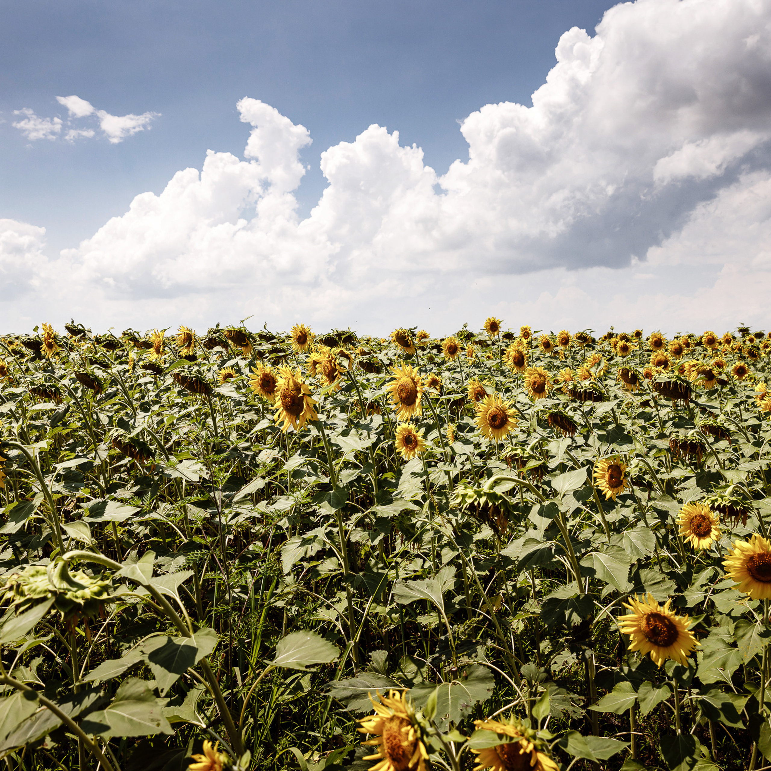 Лера и Слава. Свадебный фотограф Москва / Краснодар Павел Глухов