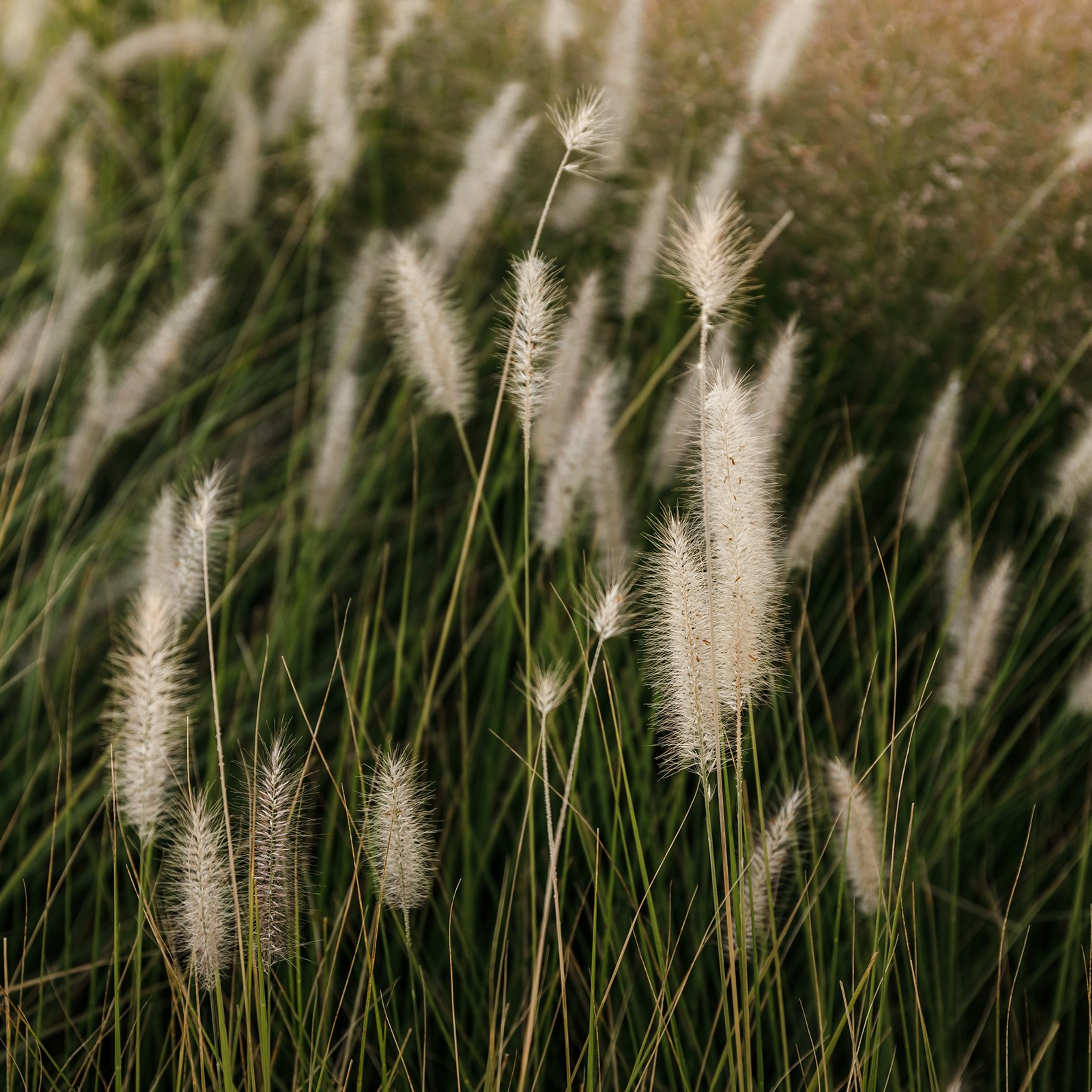 свадьба краснодар, фотограф на свадьбу краснодар, фотограф краснодар, свадебный фотограф краснодар, свадебный фотограф, свадебные фотографии, жених и невеста, свадебная фотосессия, фотограф, свадьба, свадебная прогулка, фотосессия, краснодар, позирование, фотограф анапа, фотограф новороссийск, фотограф сочи, анапа, сочи, майкоп, свадьба москва, москва, фотограф москва, свадебная фотосессия москва, фотосъемка москва, свадьба у моря, дом у моря, морская свадьба, геленжик, кабардинка, море, черное море