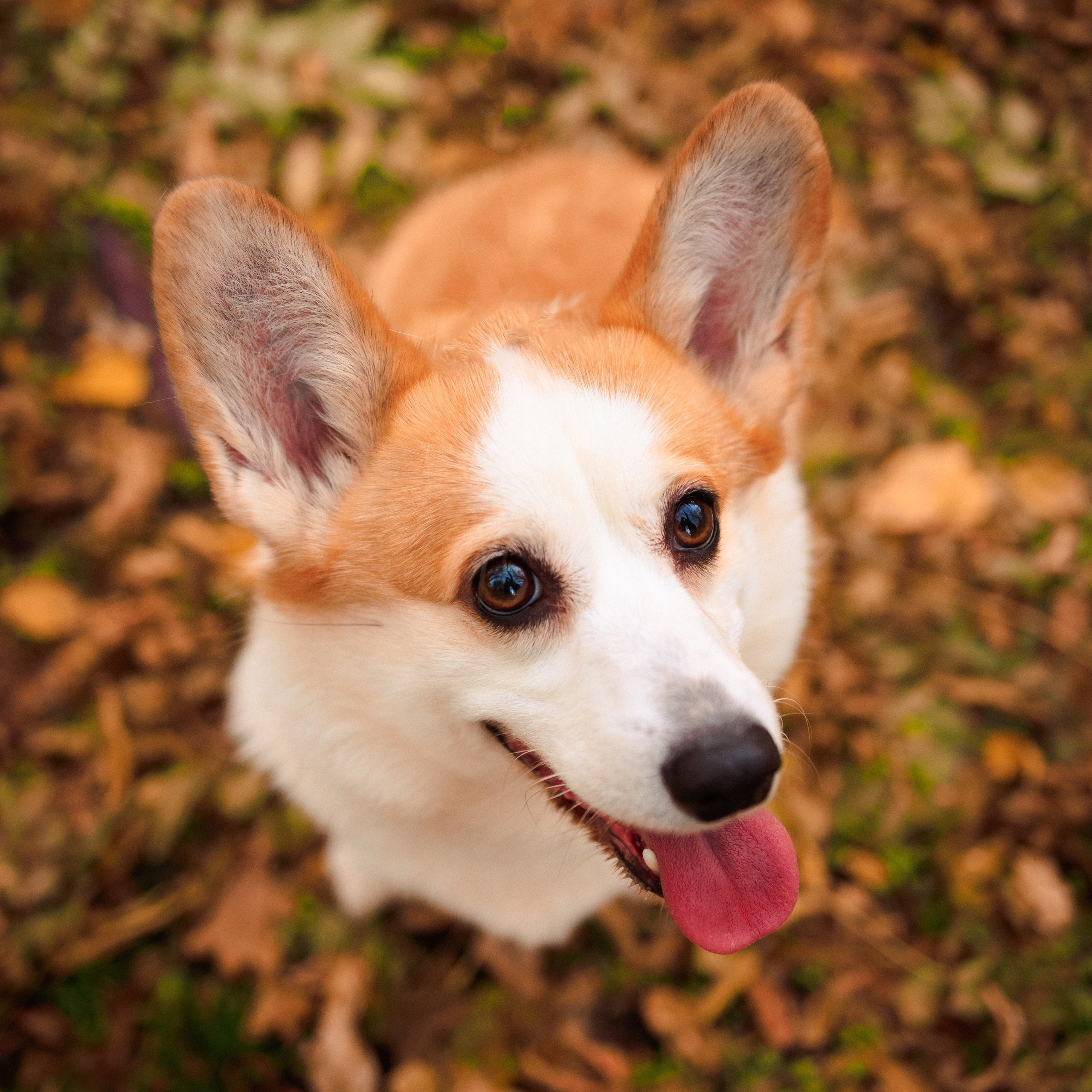 Осень с Корги