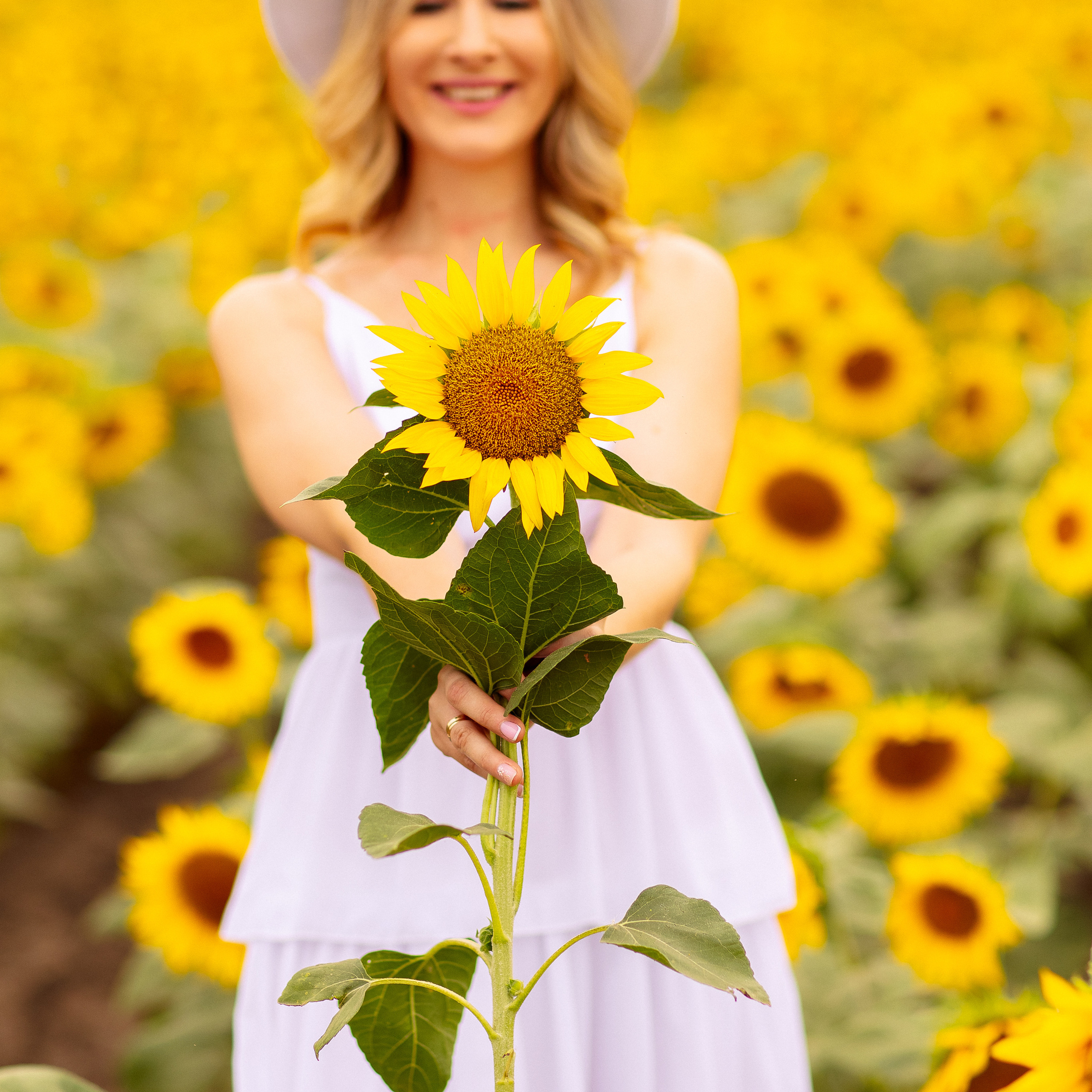 Подсолнухи