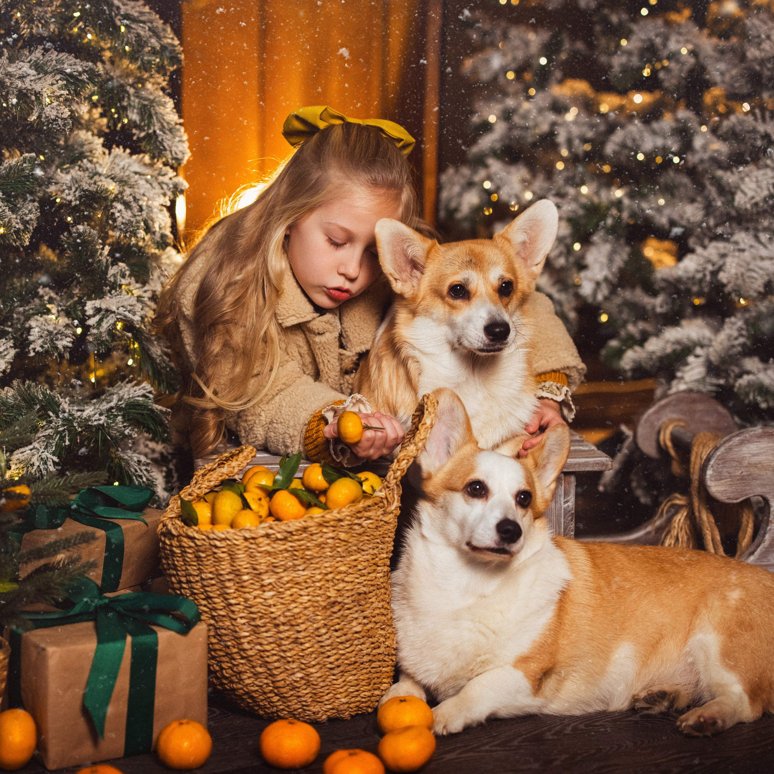 Фотостудия «МАЙЯ», с Корги