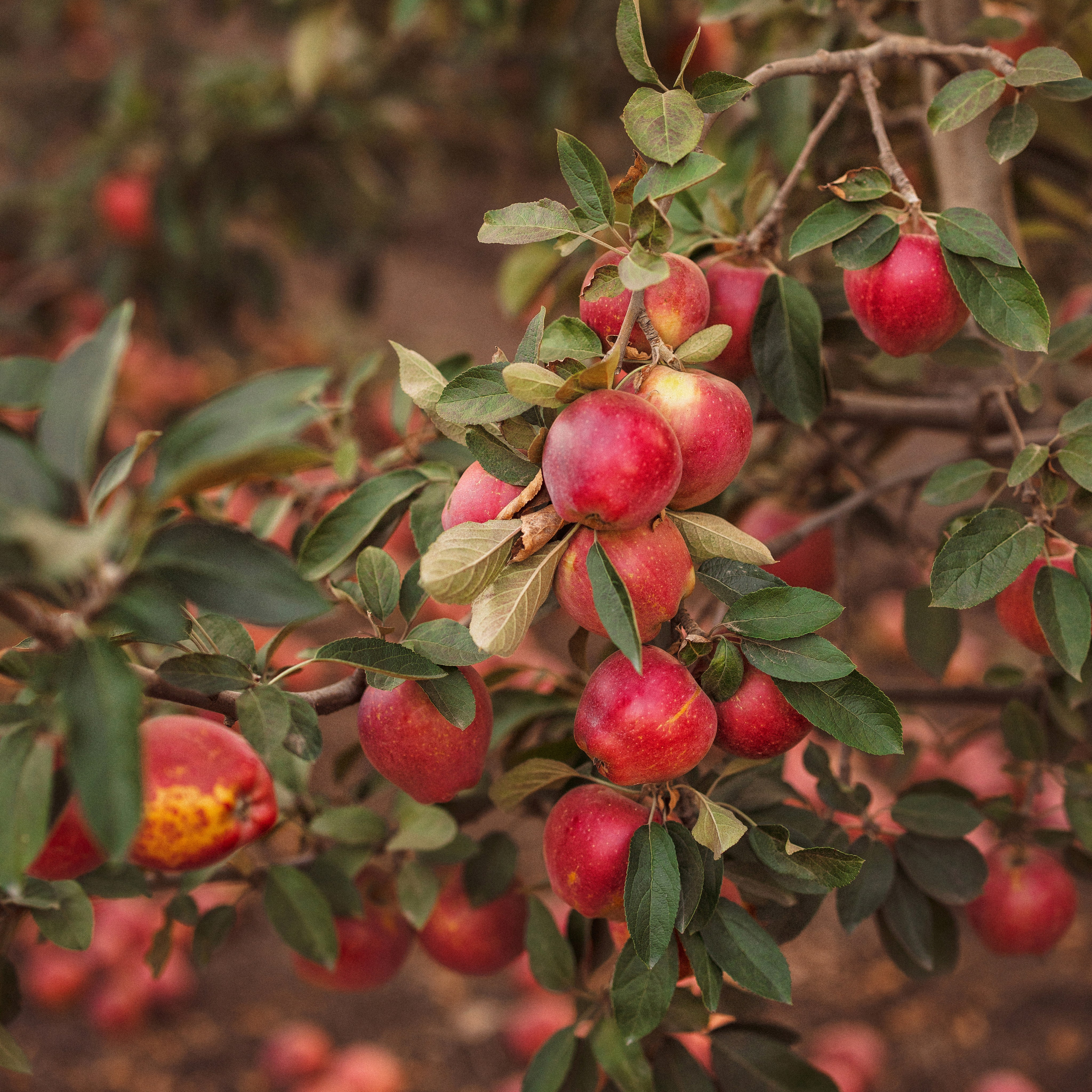 Сбор урожая Яблок