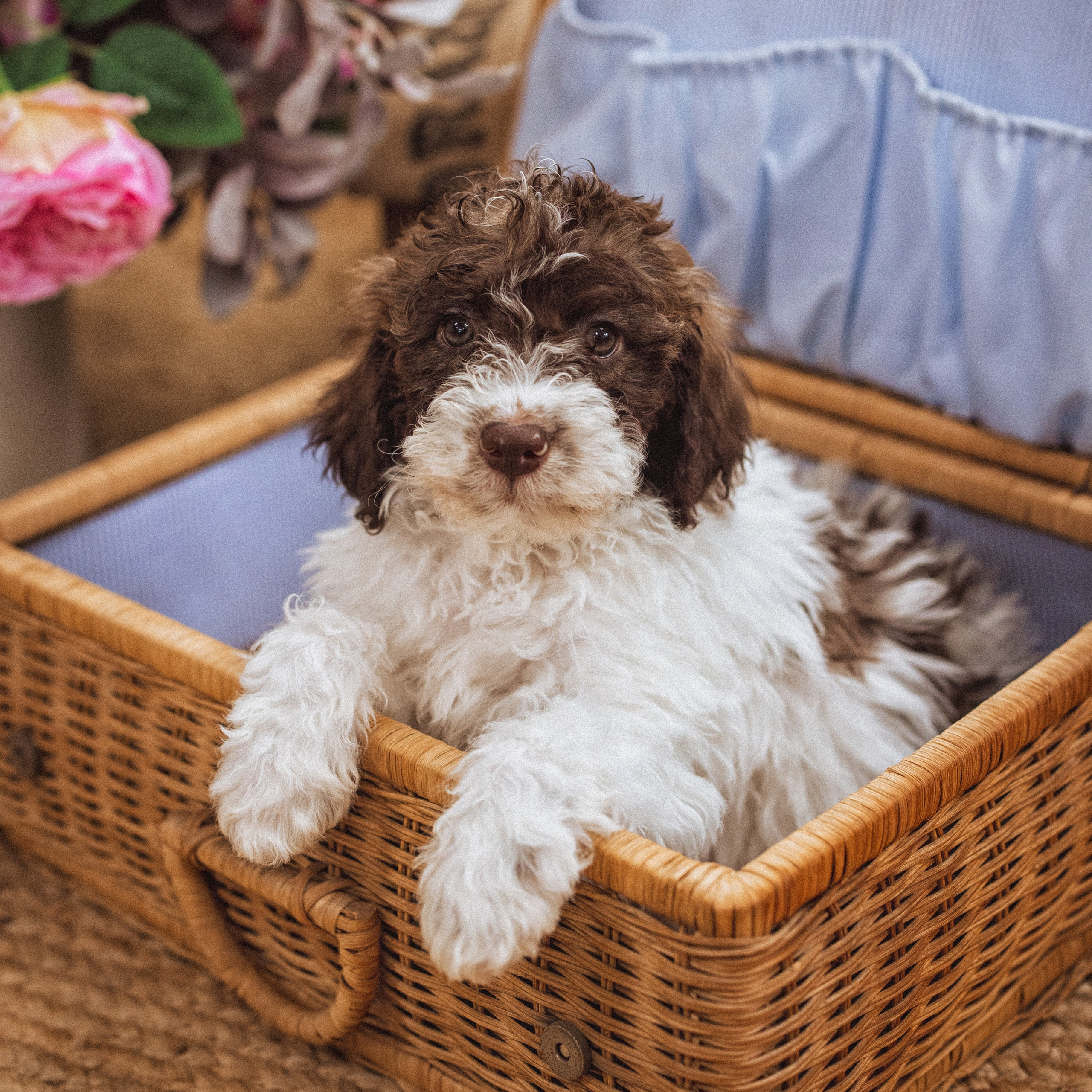 «ЩЕНКИ», Лаго́тто-романьо́ло