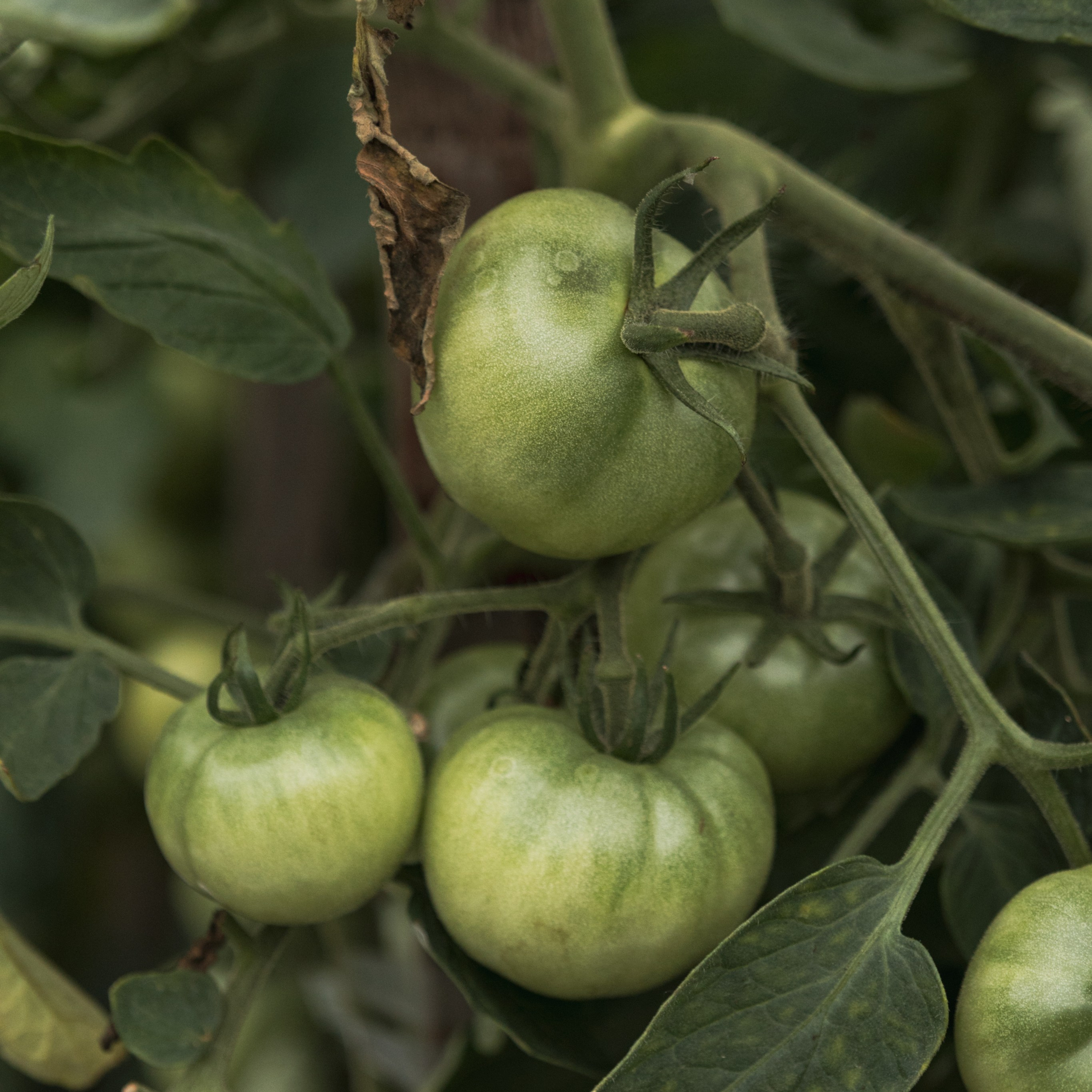 Маленький фермер. Семейный фотограф СПб и ЛО Татьяна Прилепко