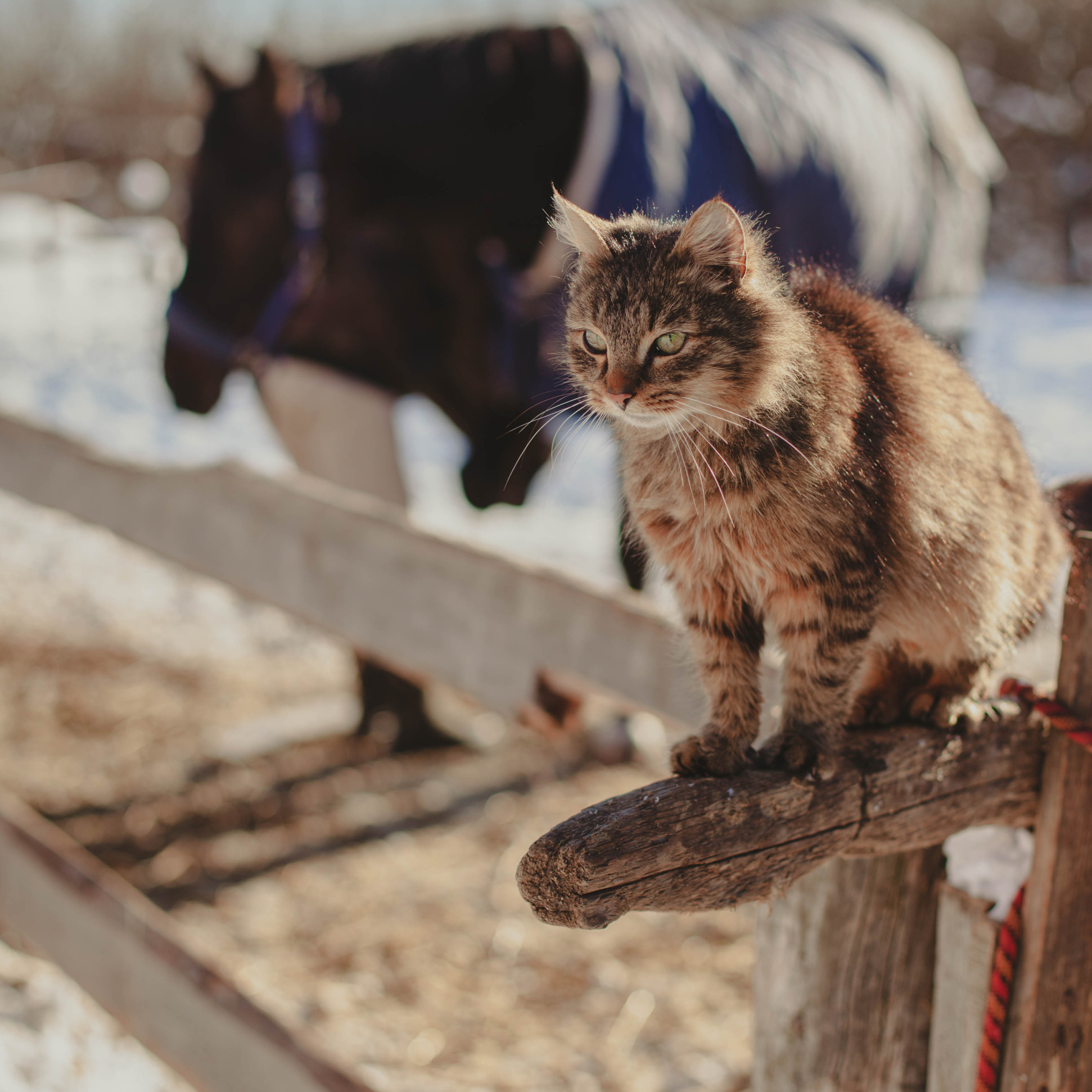 Контент для конюшни. Семейный фотограф СПб и ЛО Татьяна Прилепко