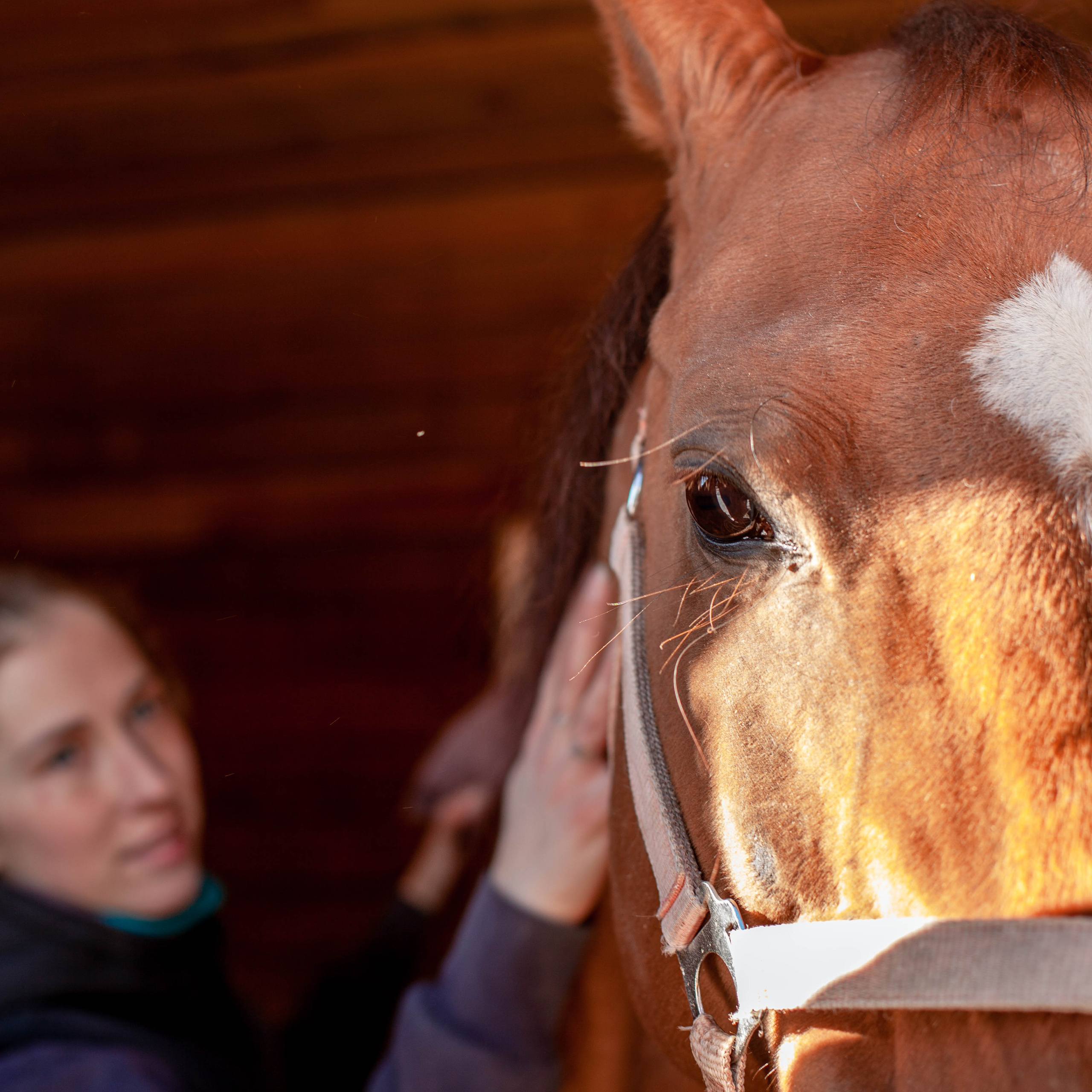 Контент для конюшни. Семейный фотограф СПб и ЛО Татьяна Прилепко
