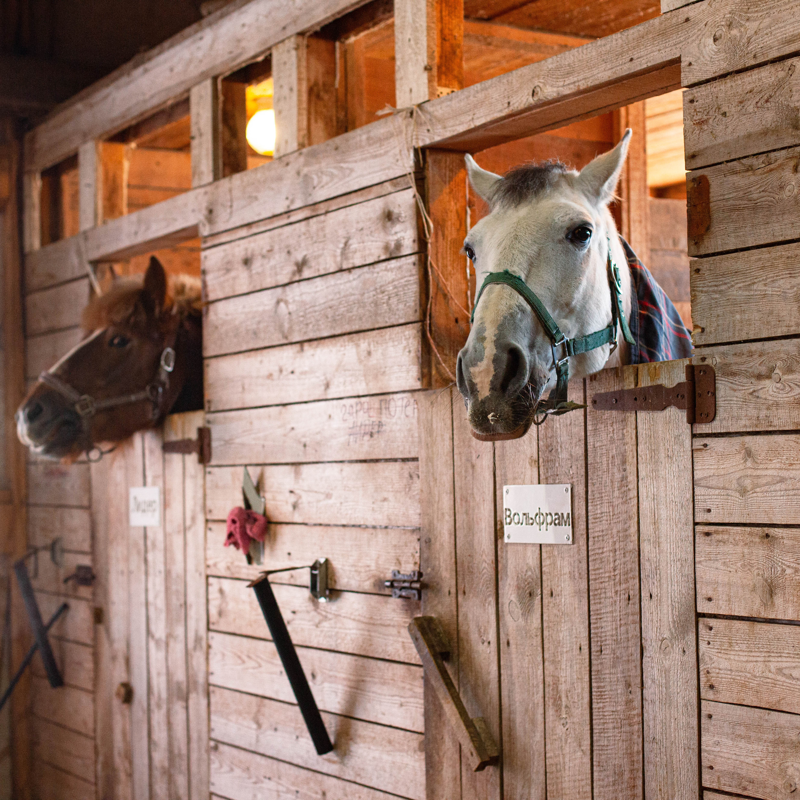 Контент для конюшни. Семейный фотограф СПб и ЛО Татьяна Прилепко