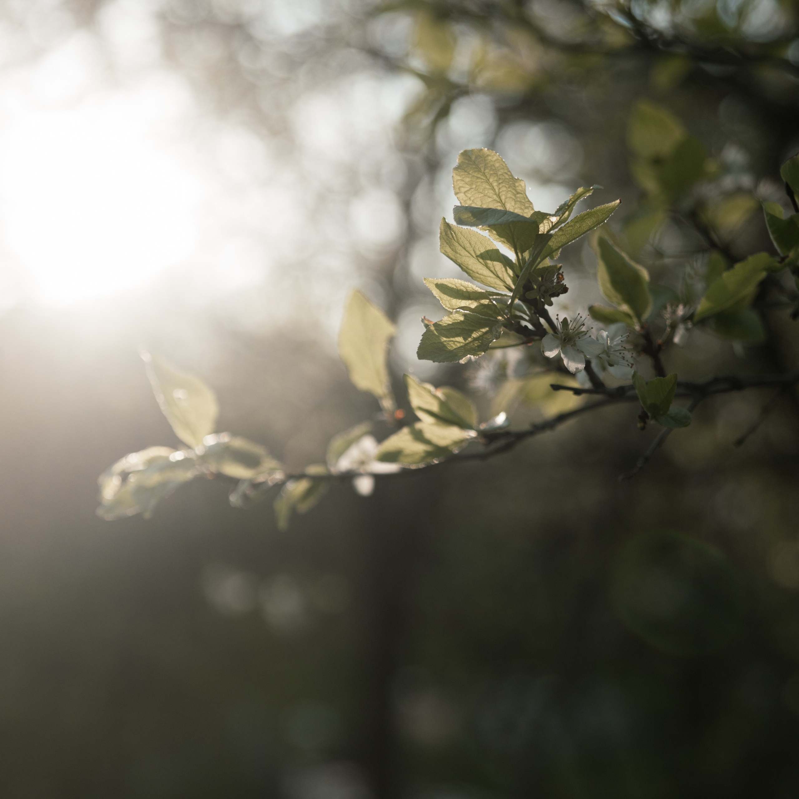 Семья Снежаны. Семейный фотограф СПб и ЛО Татьяна Прилепко