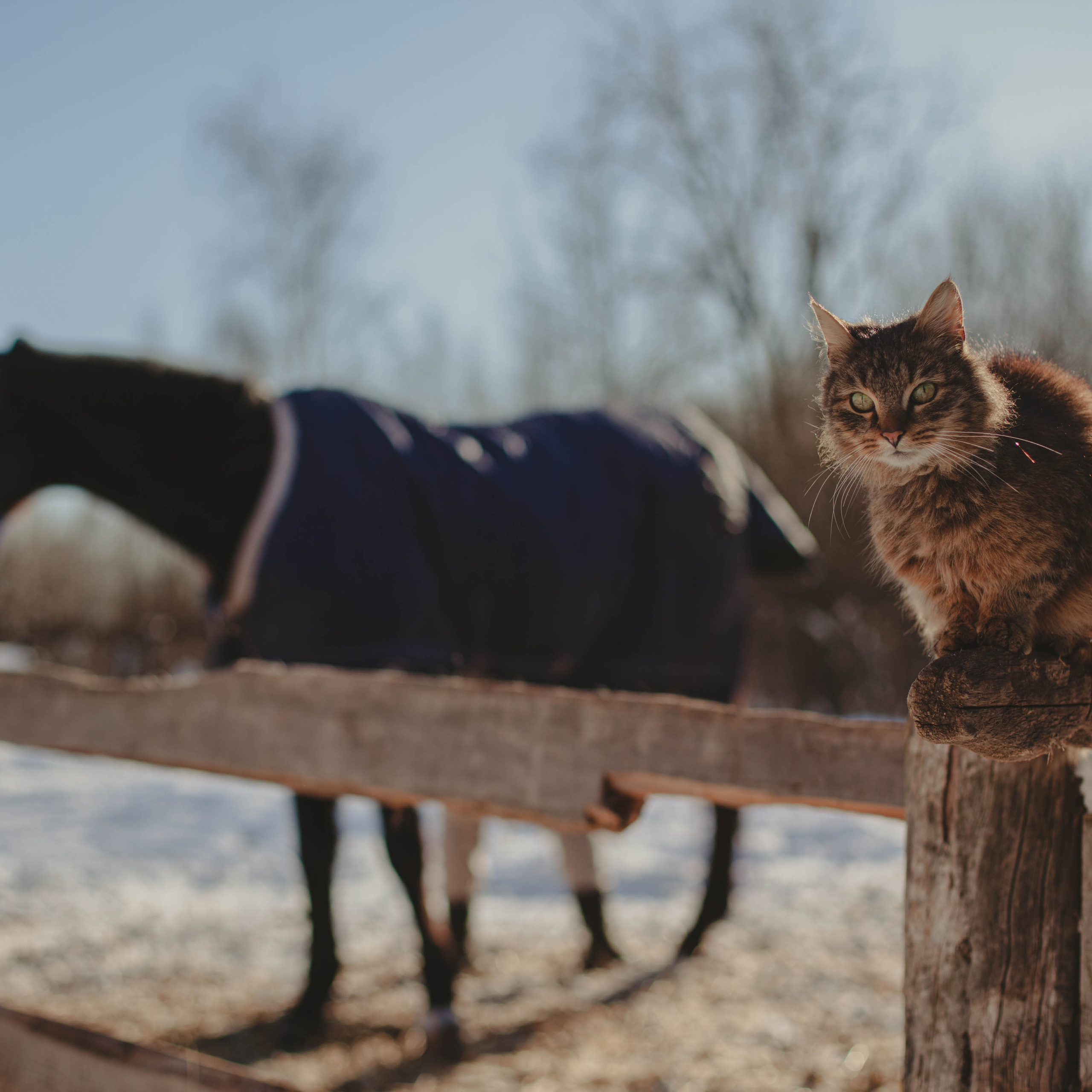 Контент для конюшни. Семейный фотограф СПб и ЛО Татьяна Прилепко