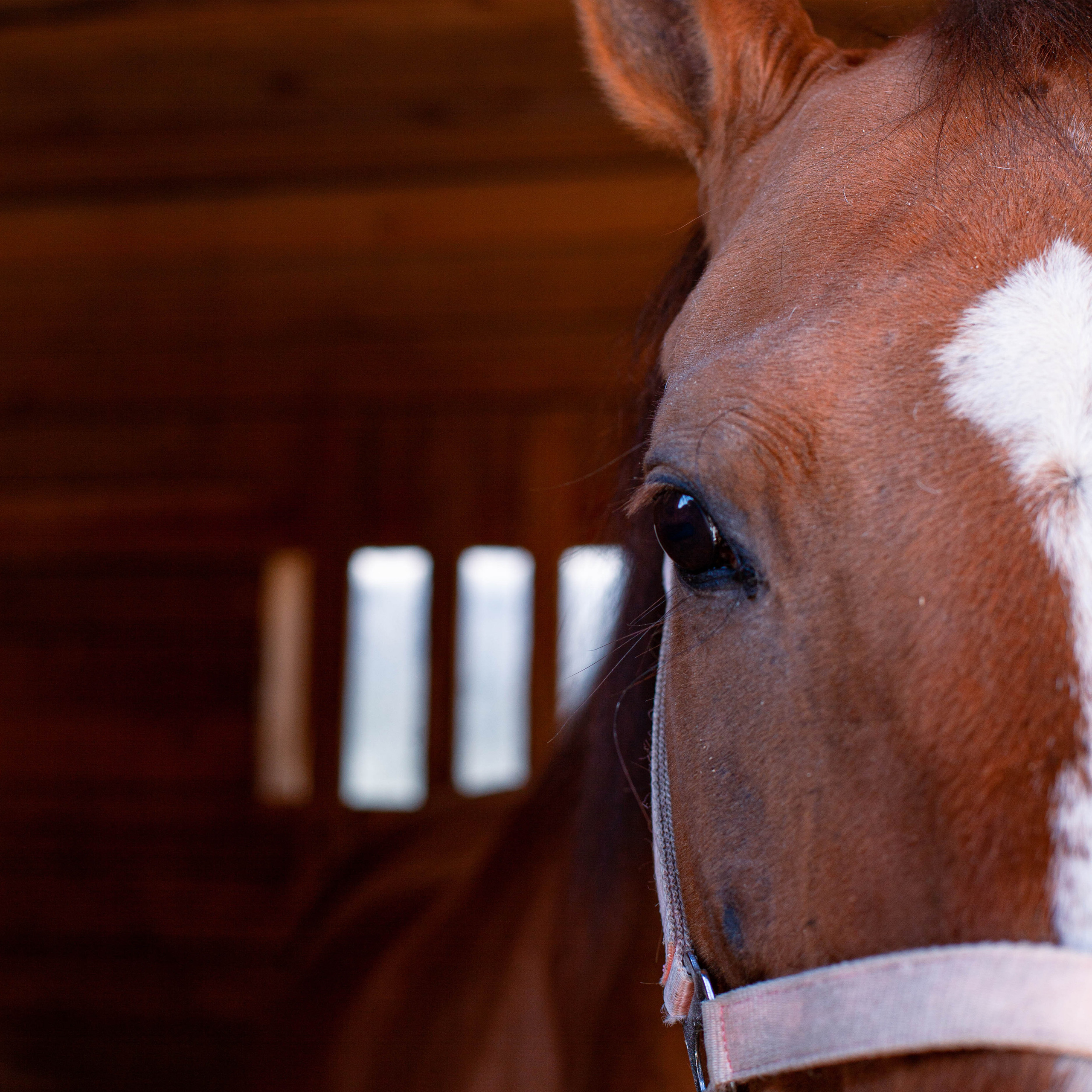 Контент для конюшни. Семейный фотограф СПб и ЛО Татьяна Прилепко