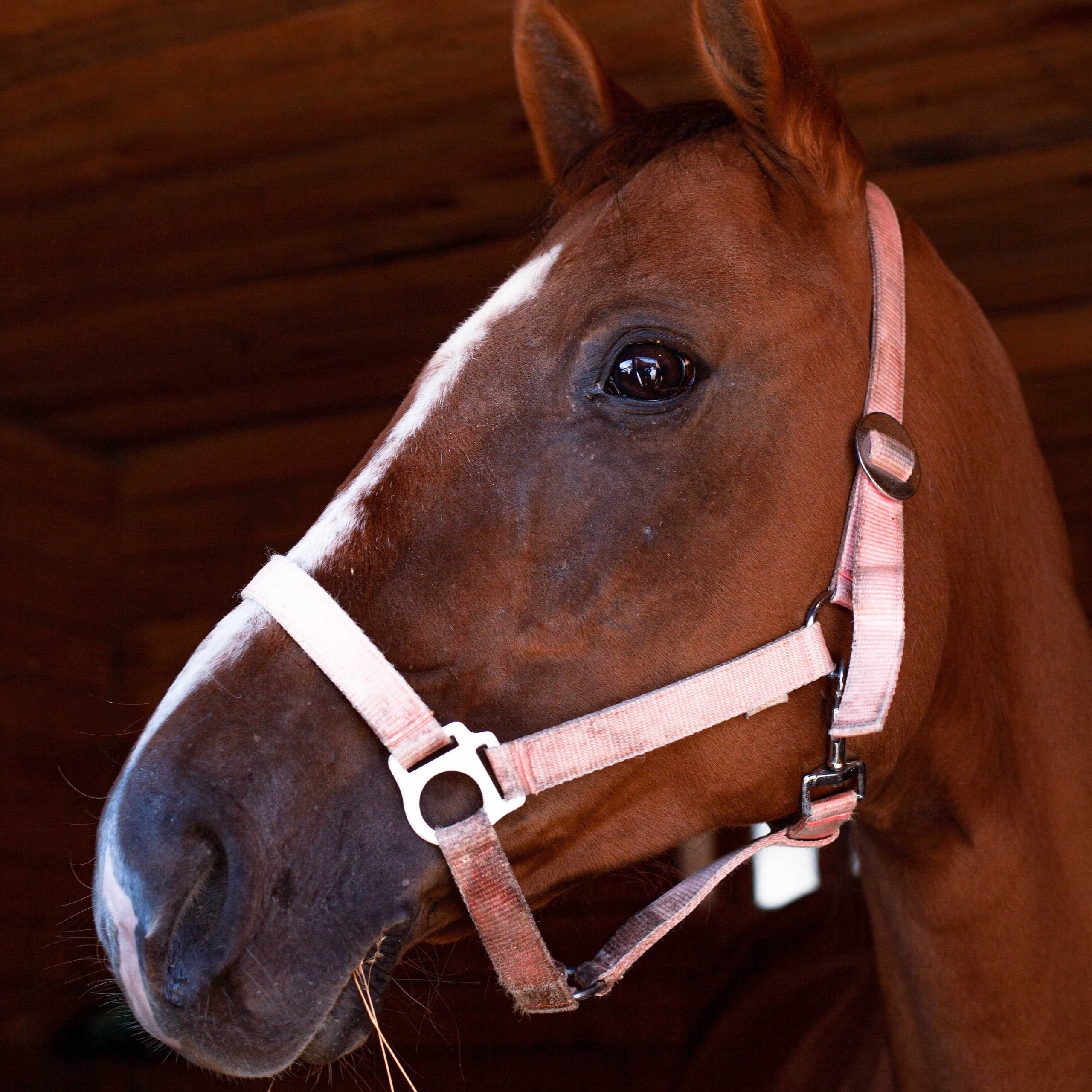 Контент для конюшни. Семейный фотограф СПб и ЛО Татьяна Прилепко