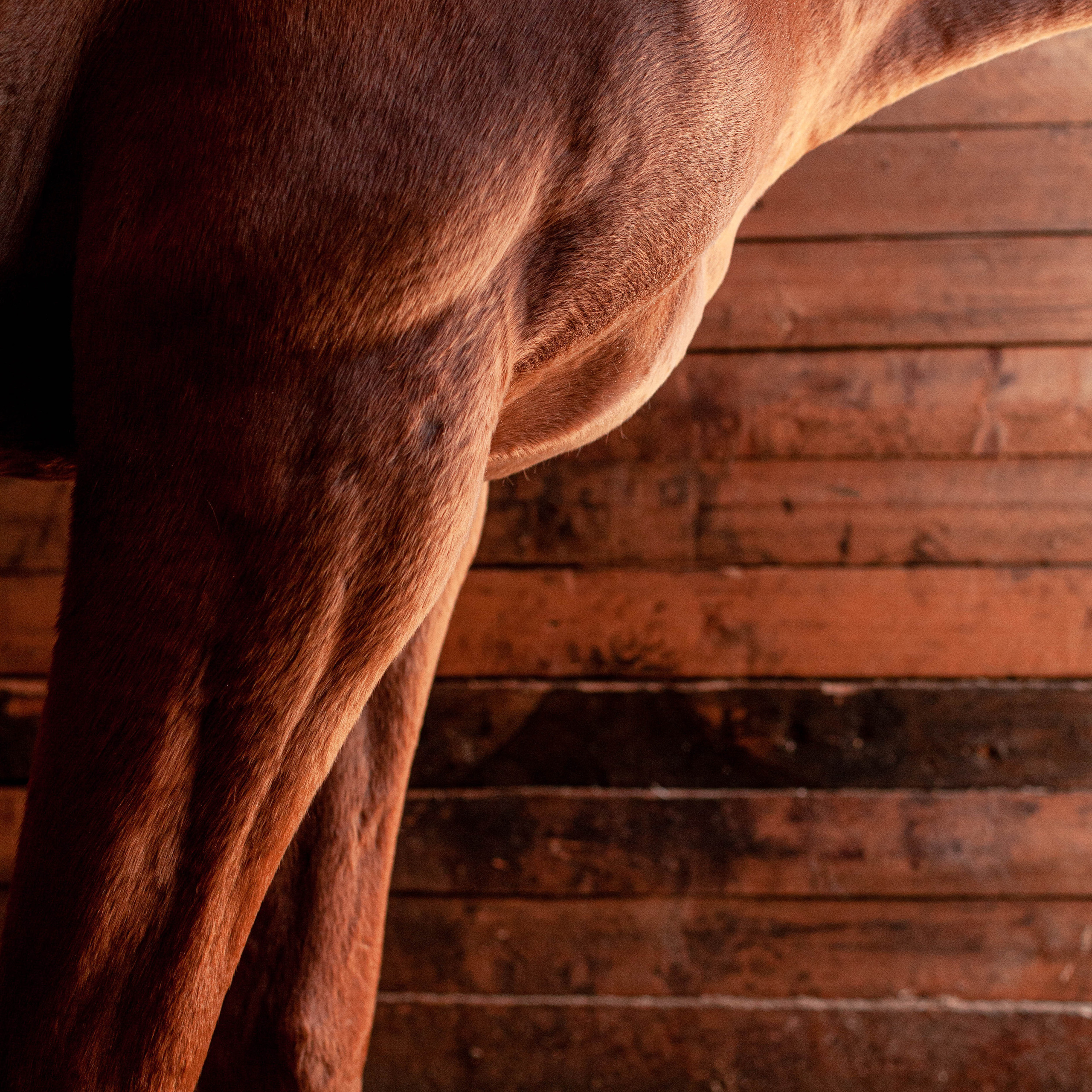 Контент для конюшни. Семейный фотограф СПб и ЛО Татьяна Прилепко