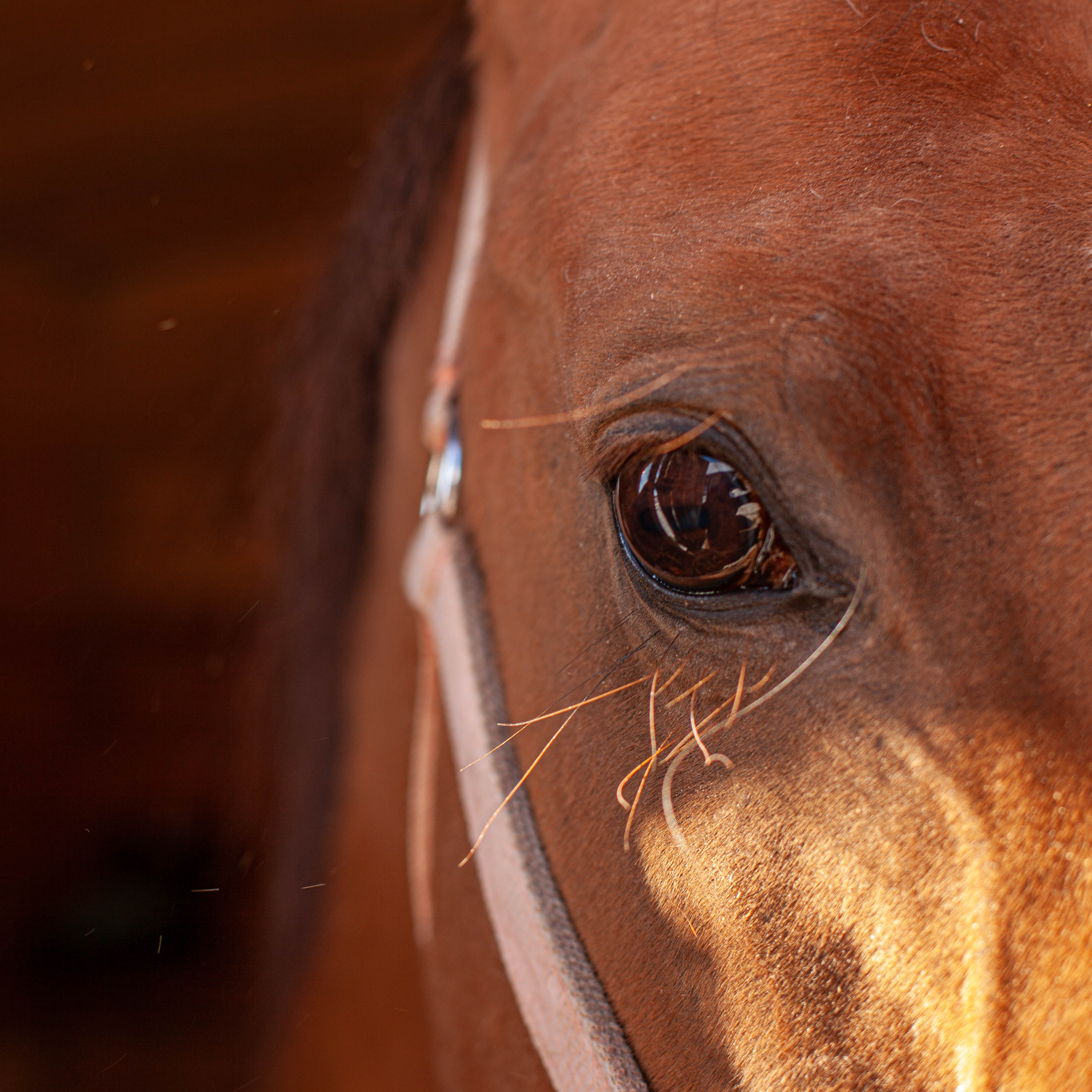 Контент для конюшни. Семейный фотограф СПб и ЛО Татьяна Прилепко
