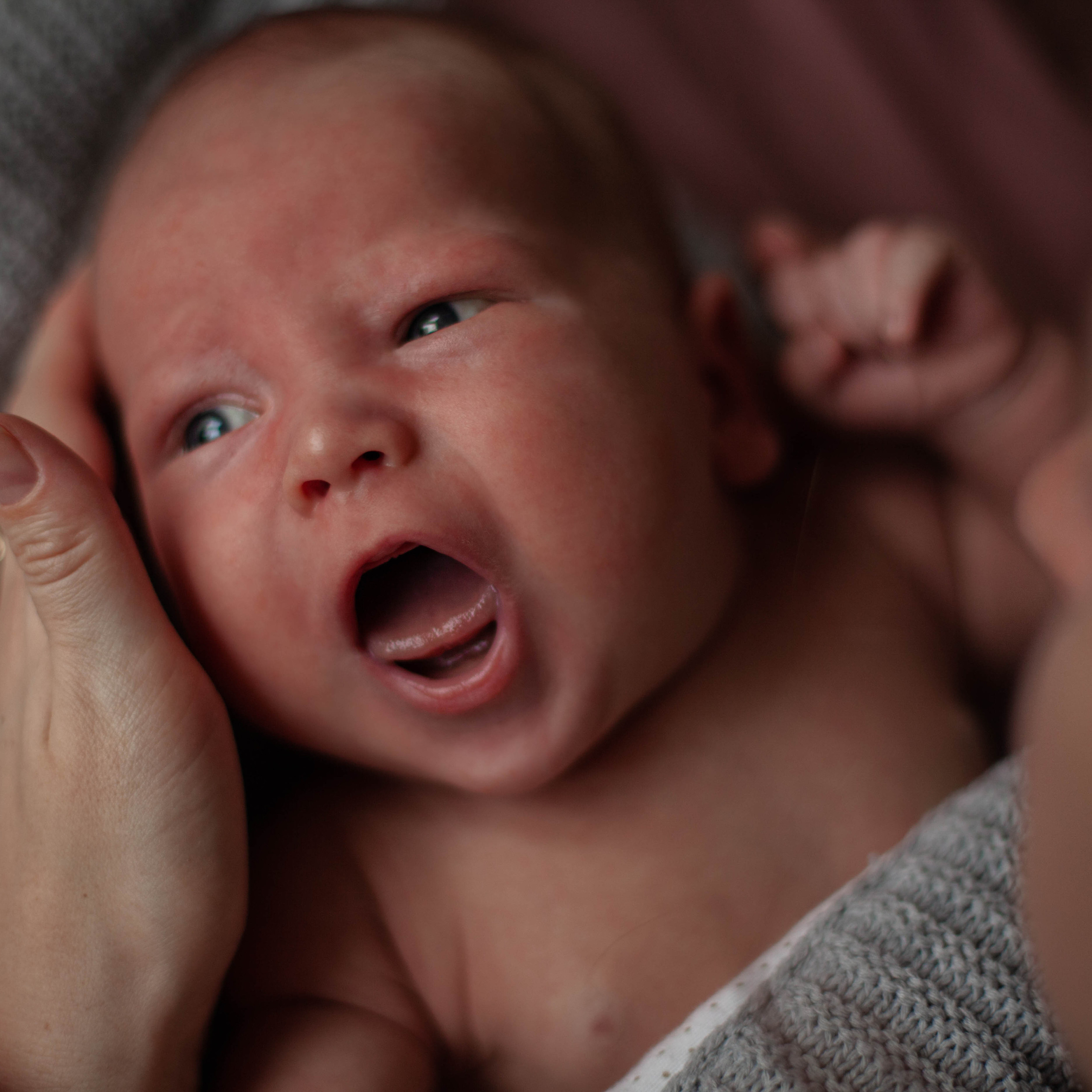 Главный герой, Лев. Семейный фотограф СПб и ЛО Татьяна Прилепко
