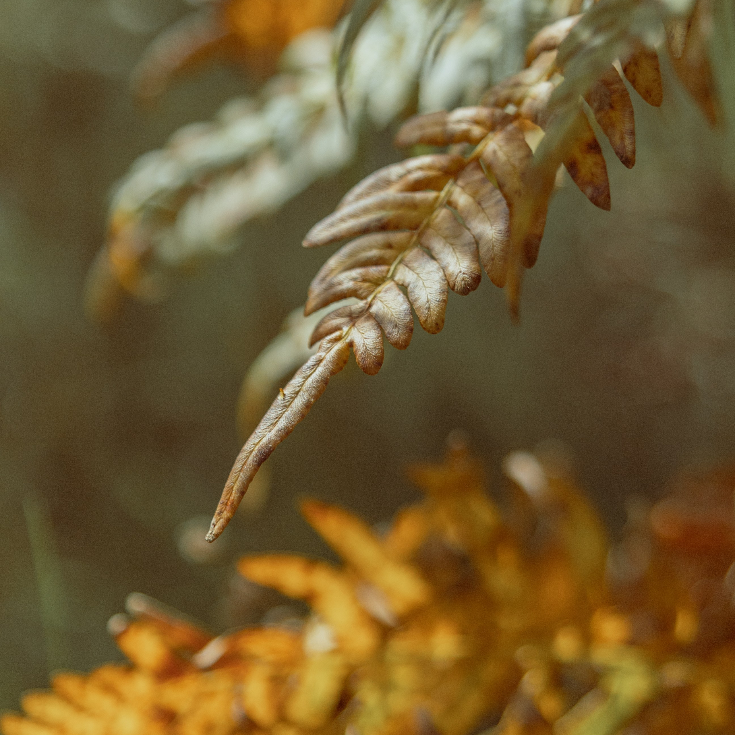 Нежность августа. Семейный фотограф СПб и ЛО Татьяна Прилепко