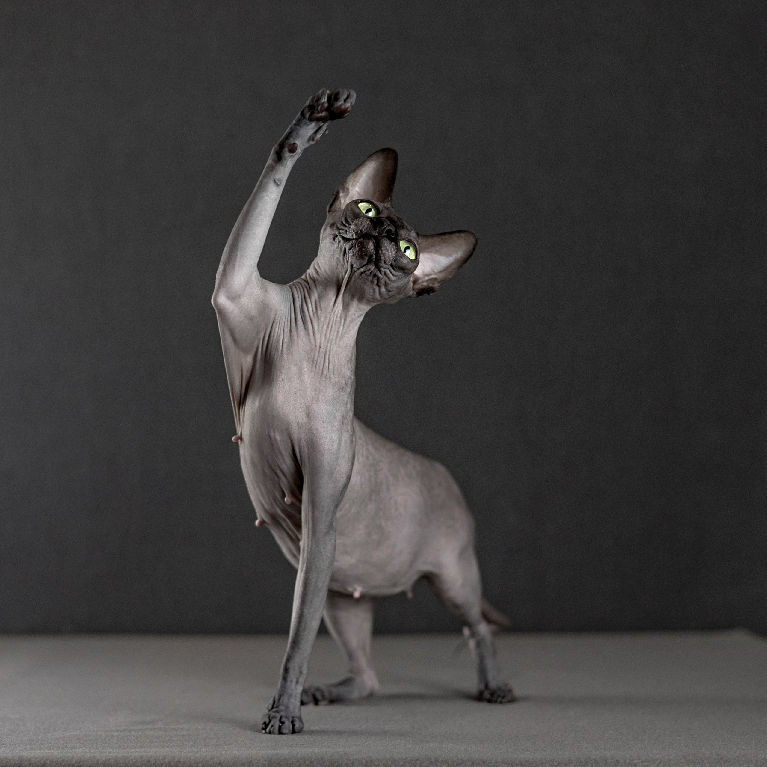 Черная киса сфинкс