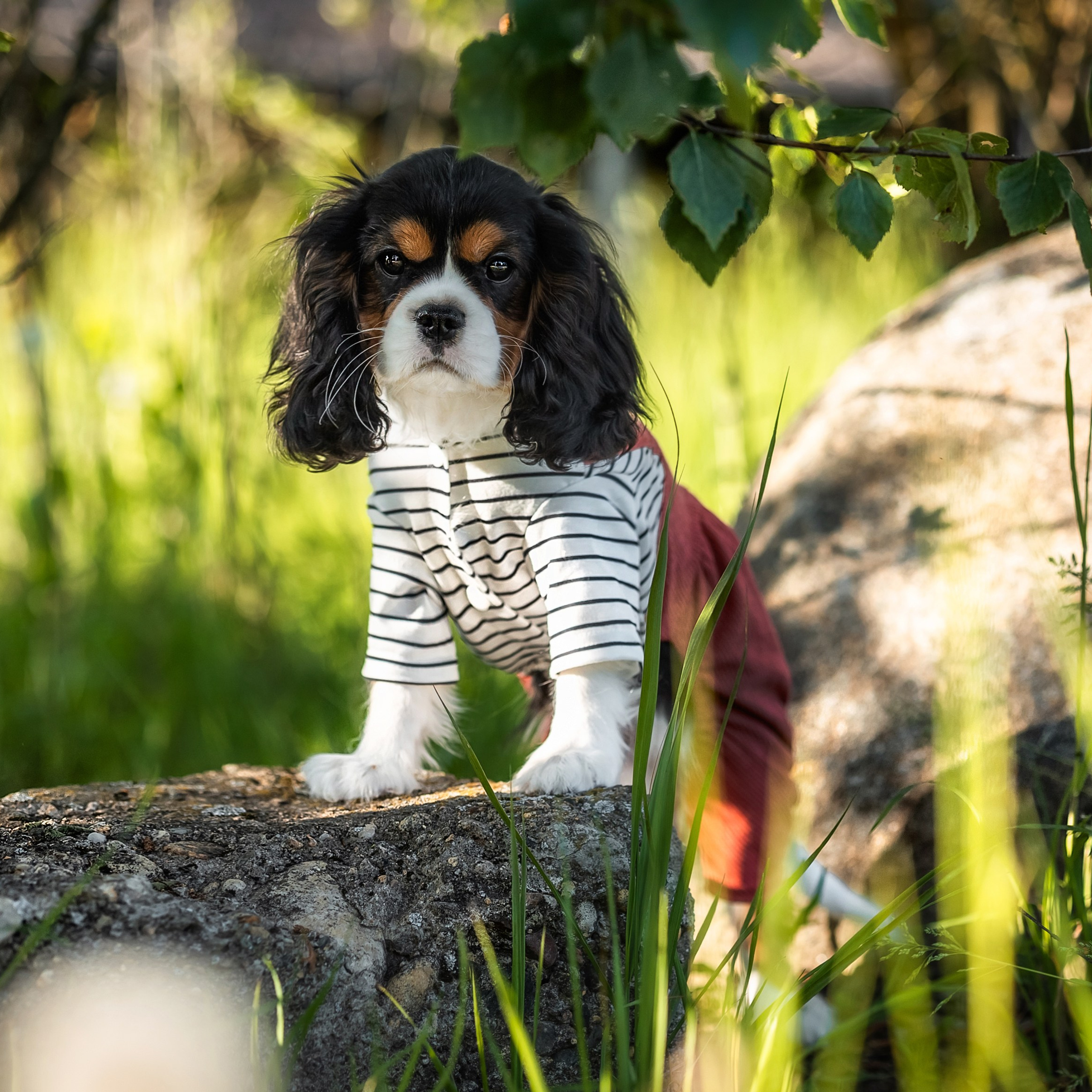 Кавалерчик