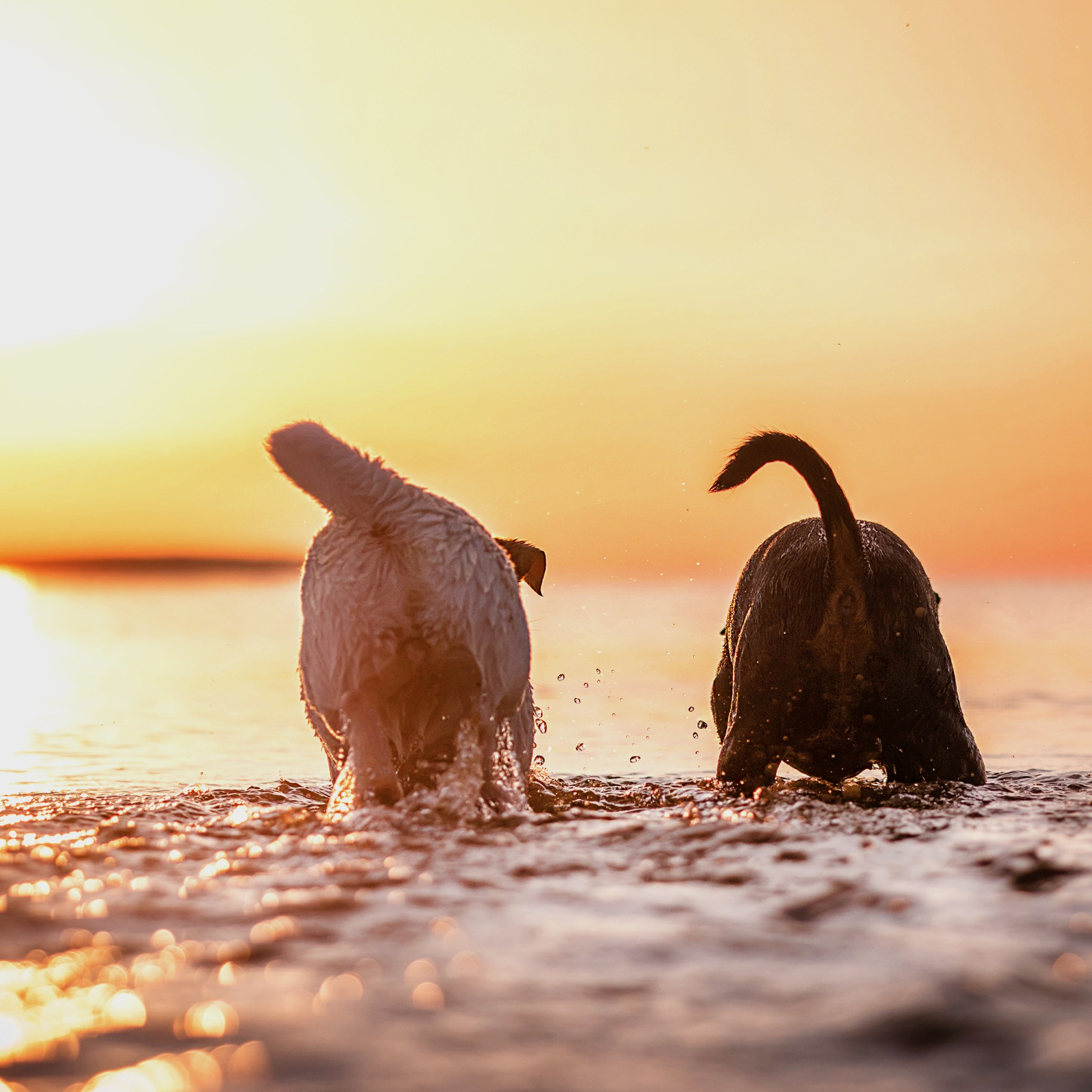 Ляля — Маня — Плюша закат