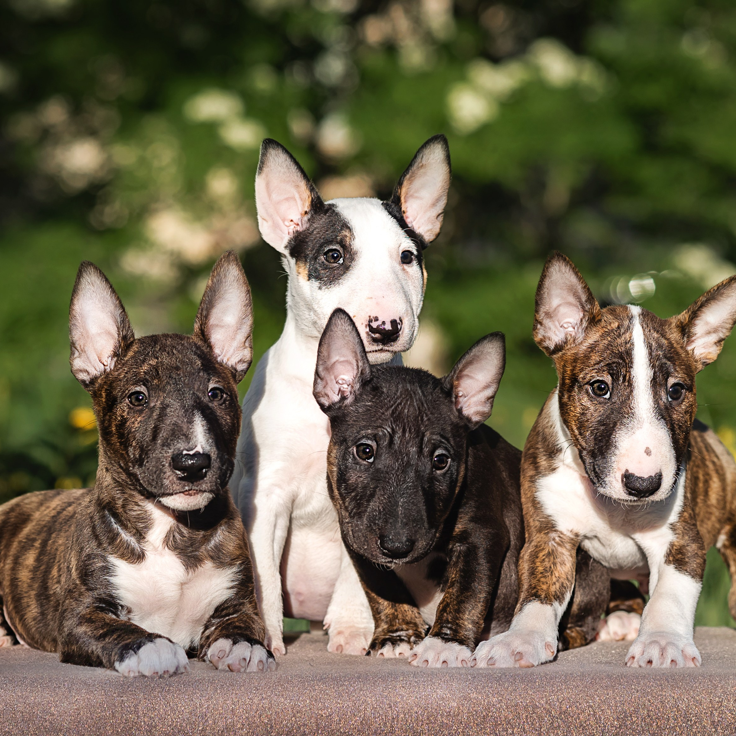 Минибультерьерчики