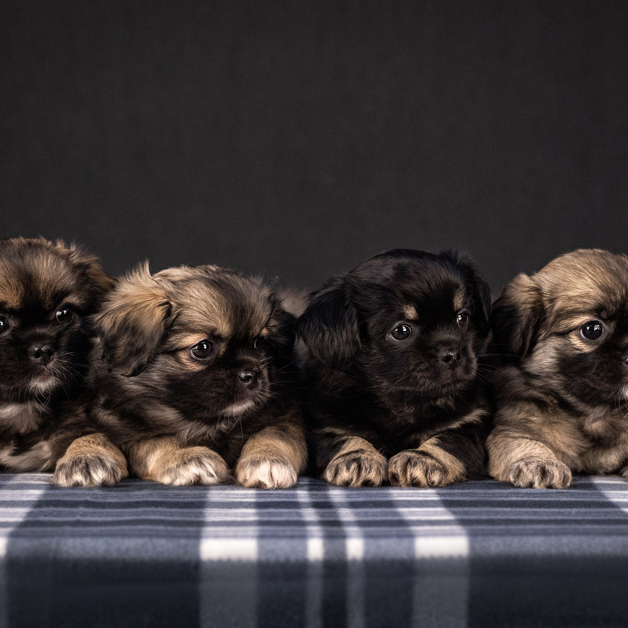 Тибетские спаниели