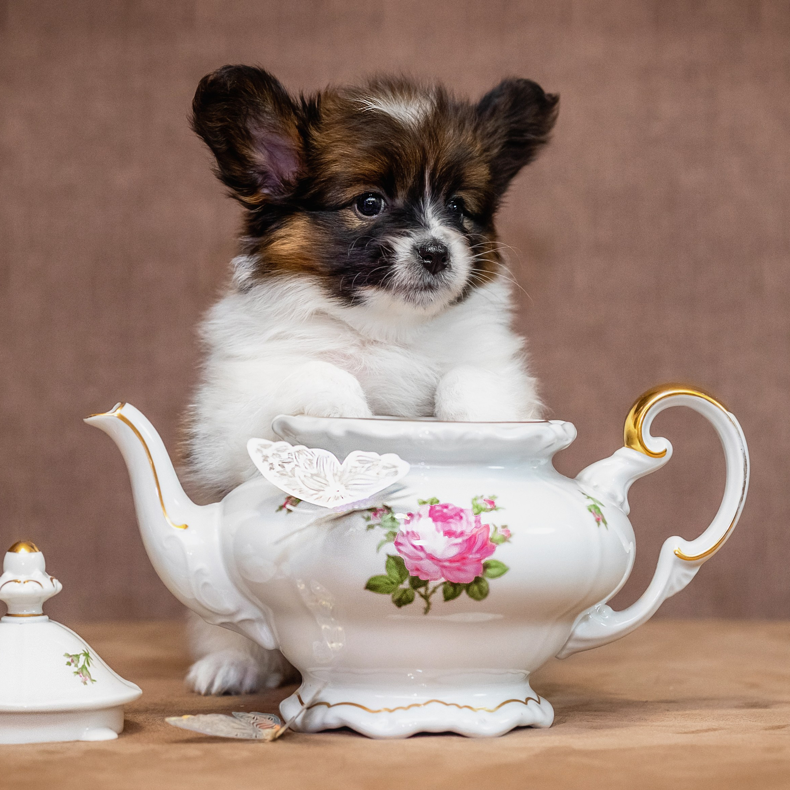 Папийончики