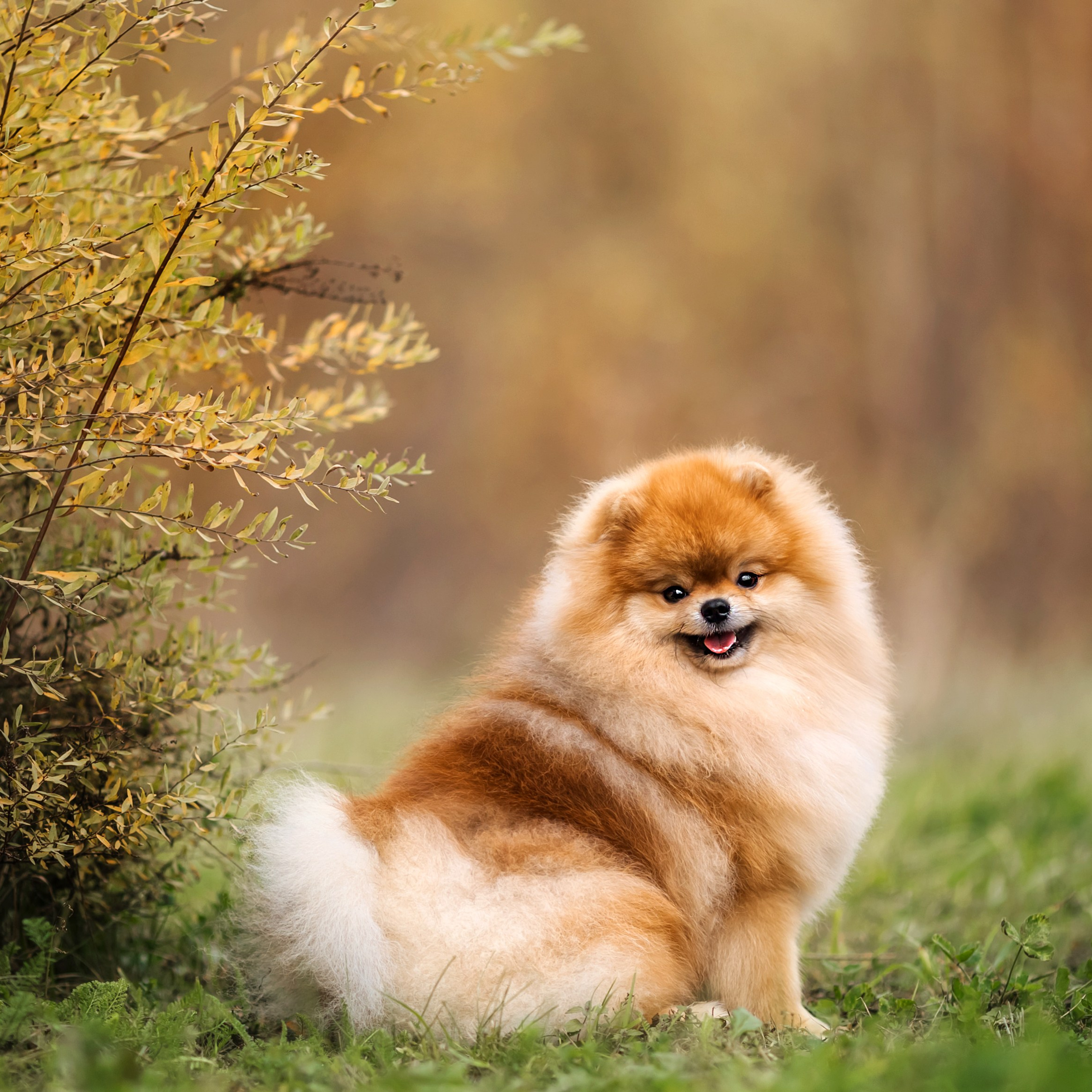 Шпицы и чихуахуа