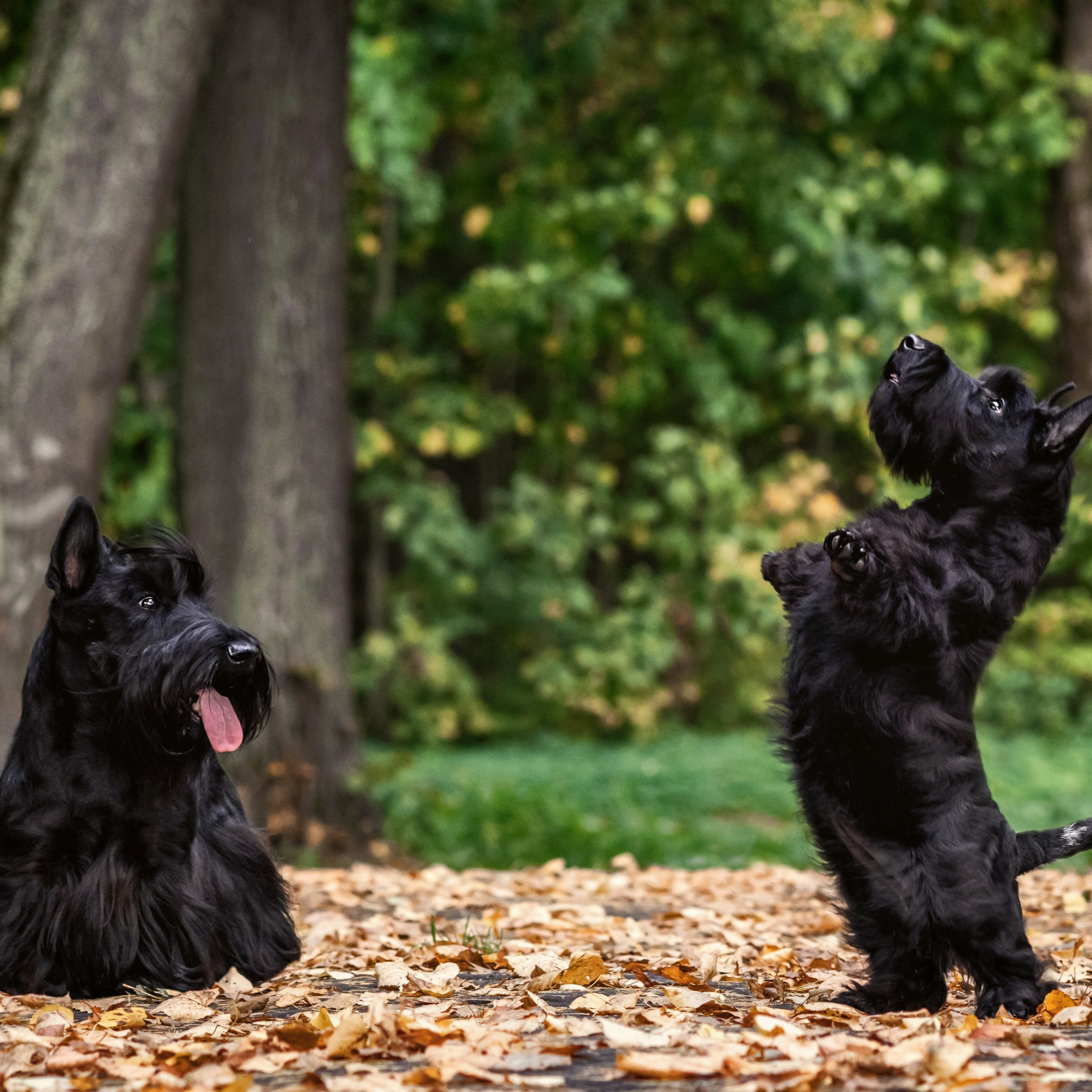Скотчики Аврора и Амира