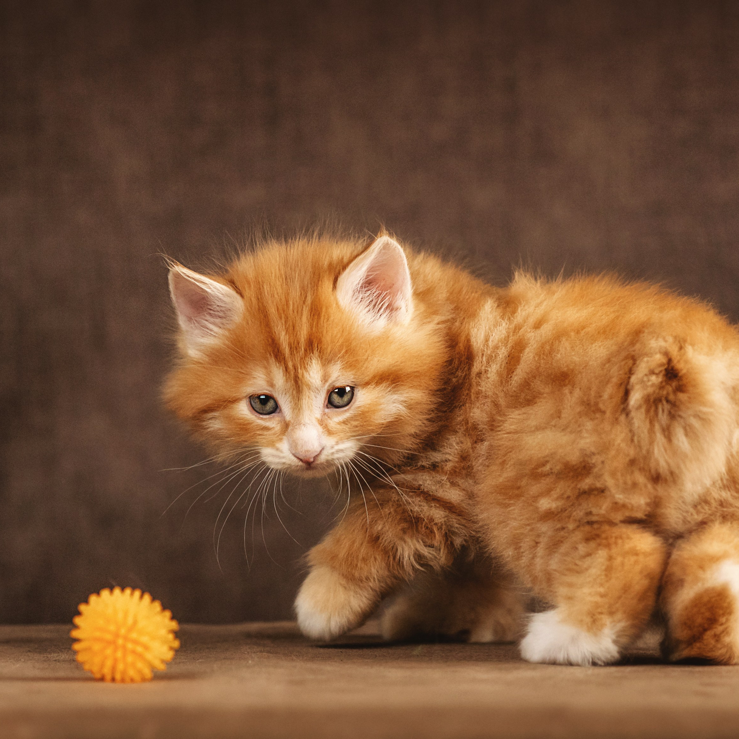 Курильские бобтейлы