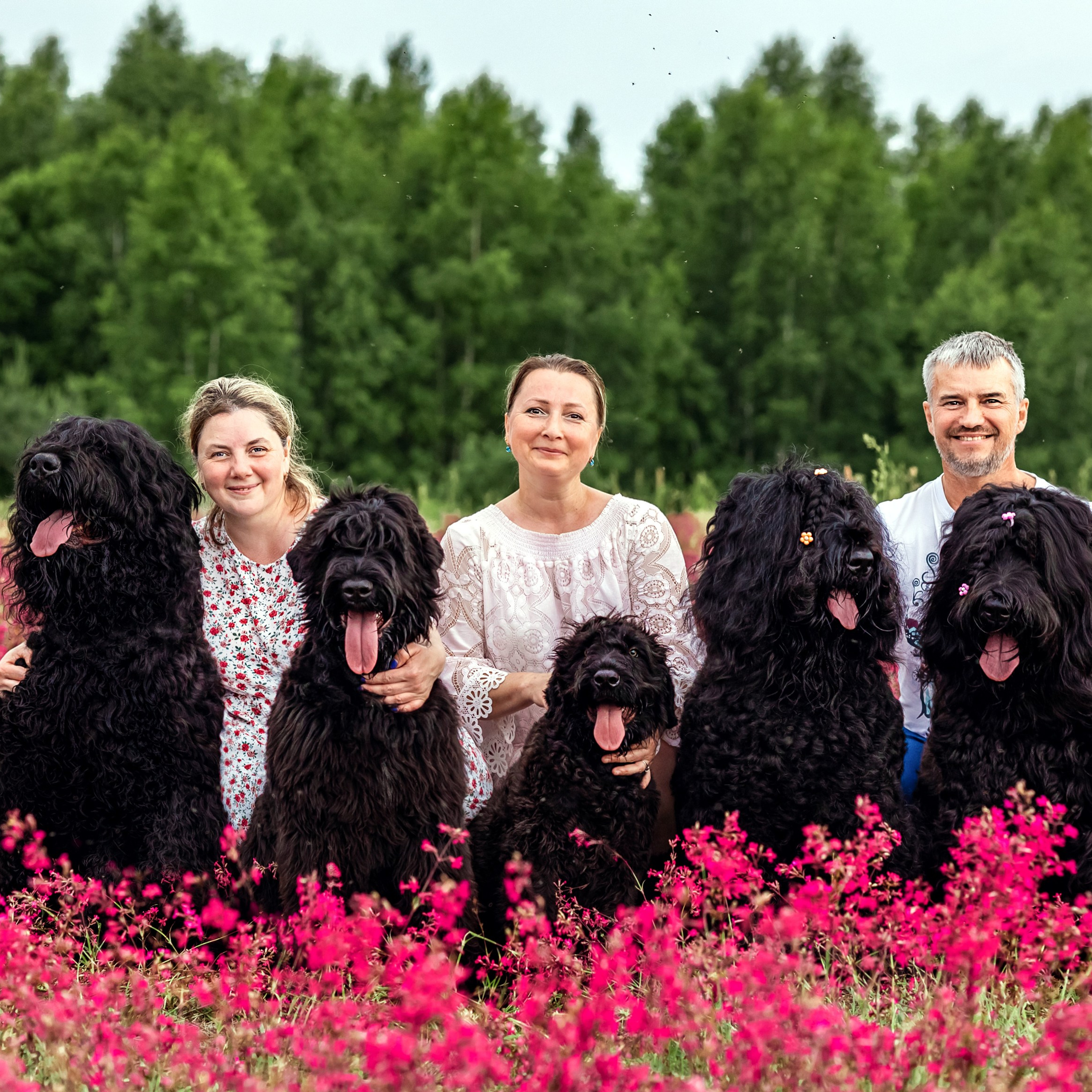 Смолка клейкая