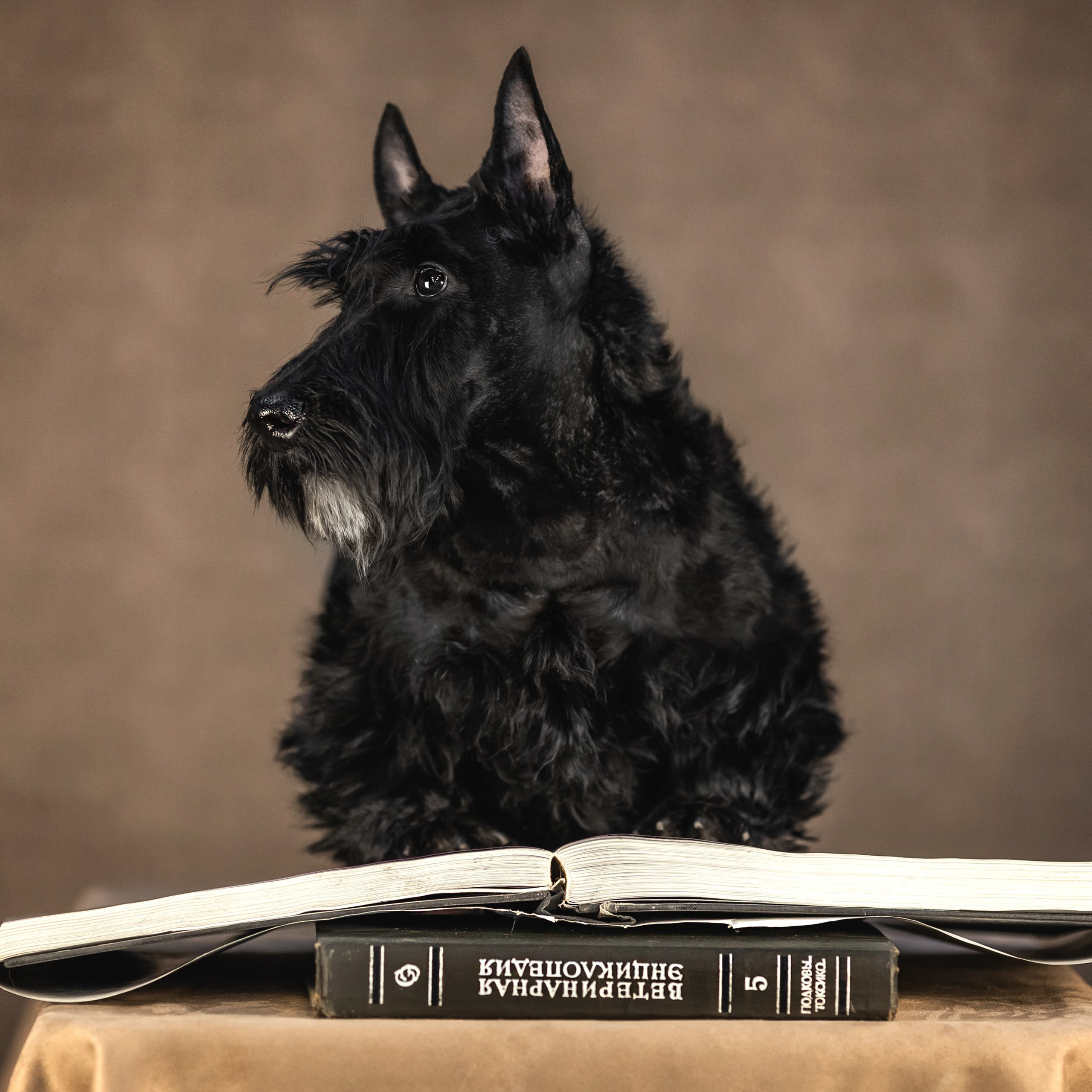 Скотч терьер