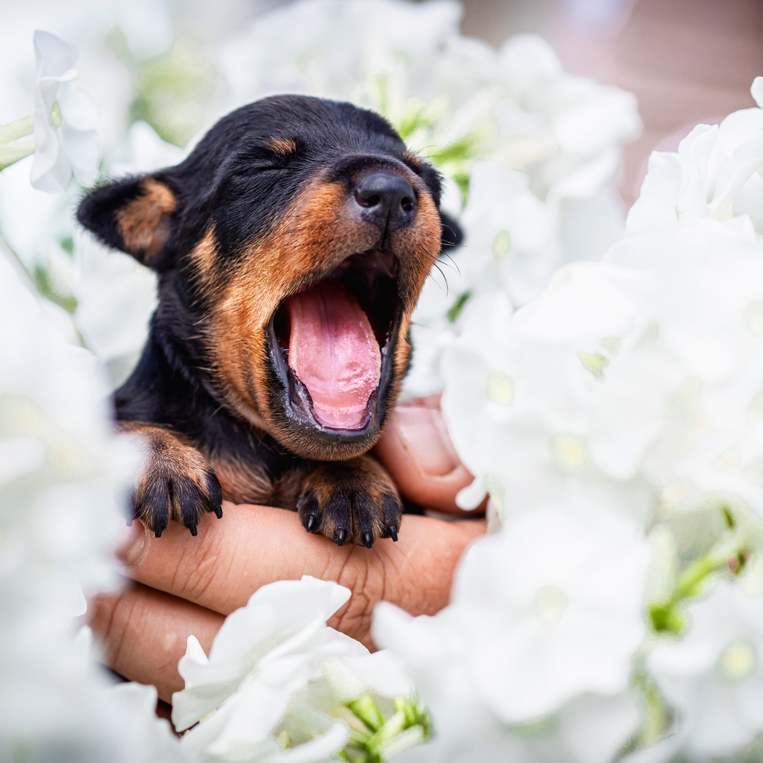 Малыши пинчеры