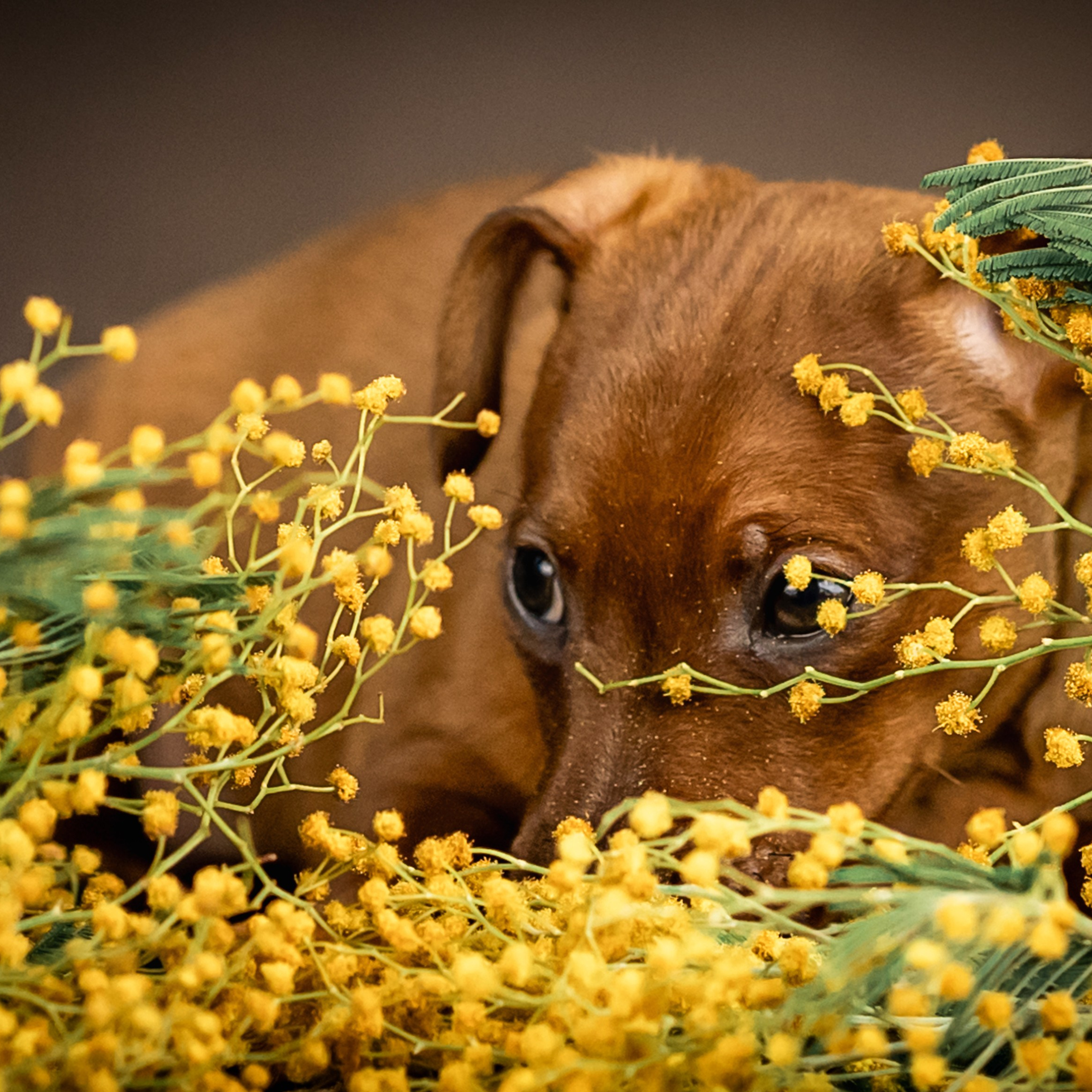 Пинчеры в мимозе