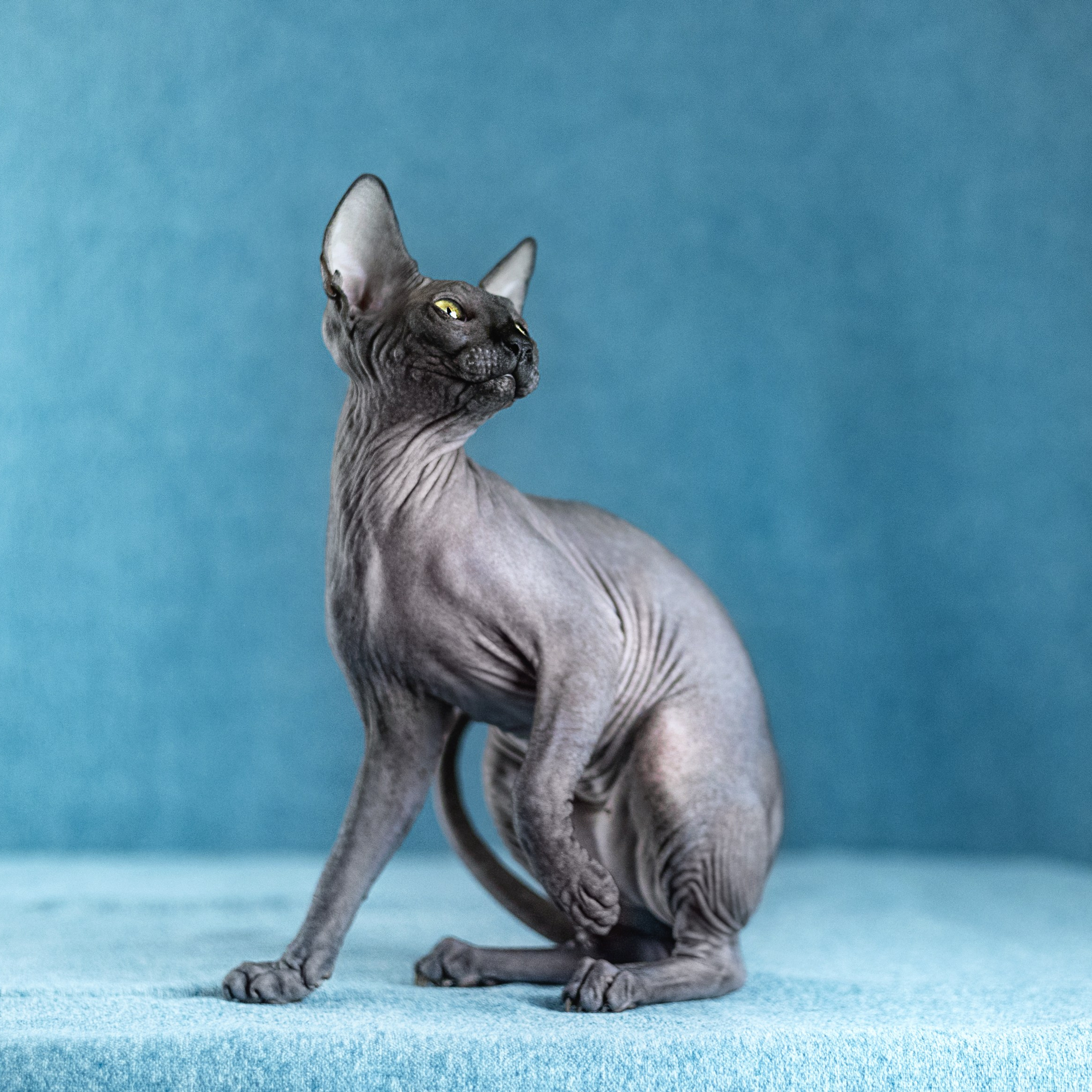 Кошечка сфинкс