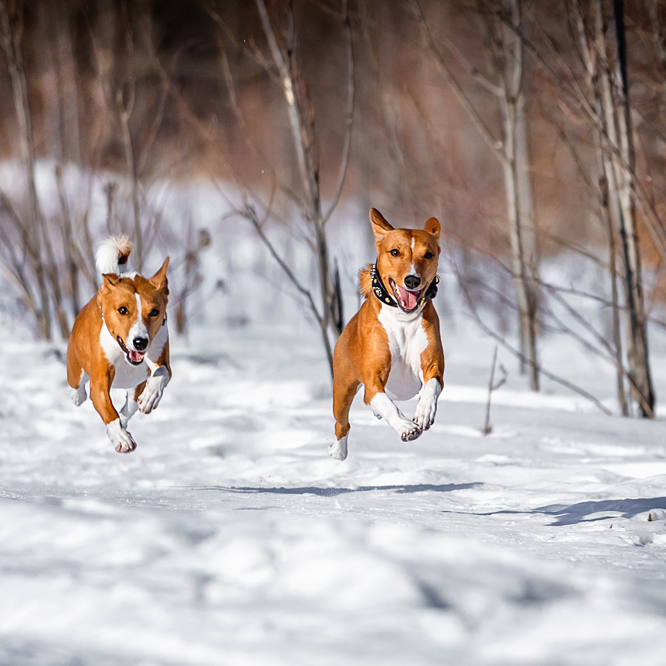 Одри и Ника