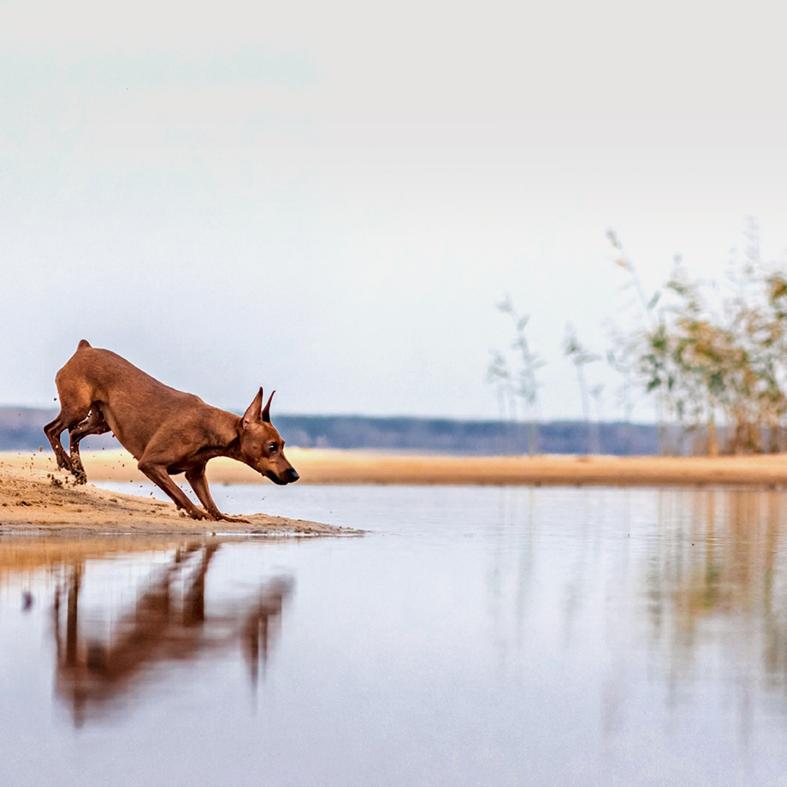 Киви на берегу