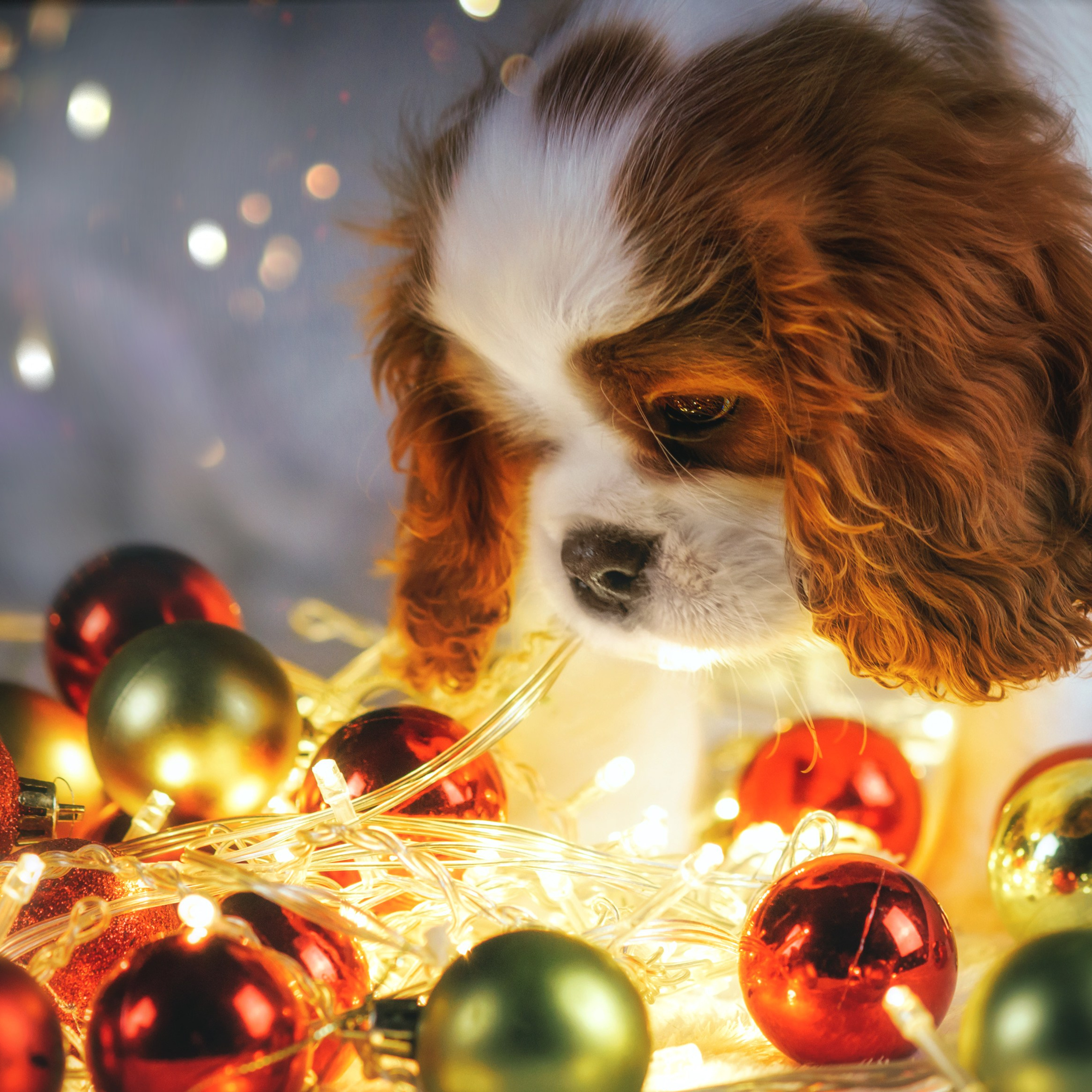 Новогодняя атмосфера в «Simply the Best»